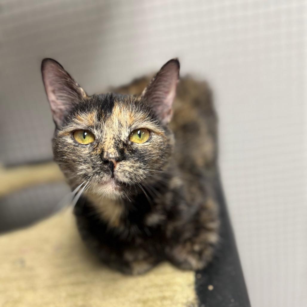 Enlarge Apollo, a Adoptable Domestic Short Hair in Ridgely, MD image 5/6