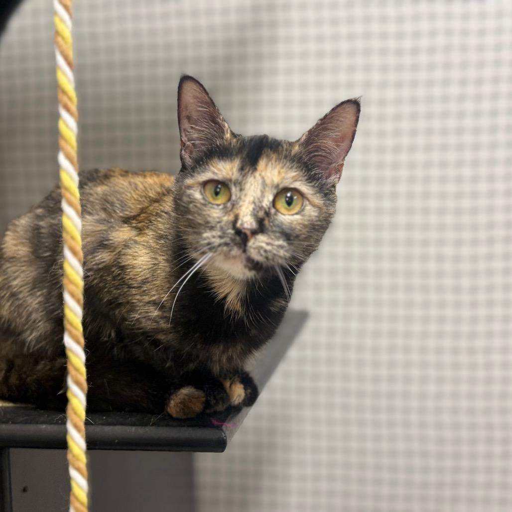 Enlarge Apollo, a Adoptable Domestic Short Hair in Ridgely, MD image 6/6