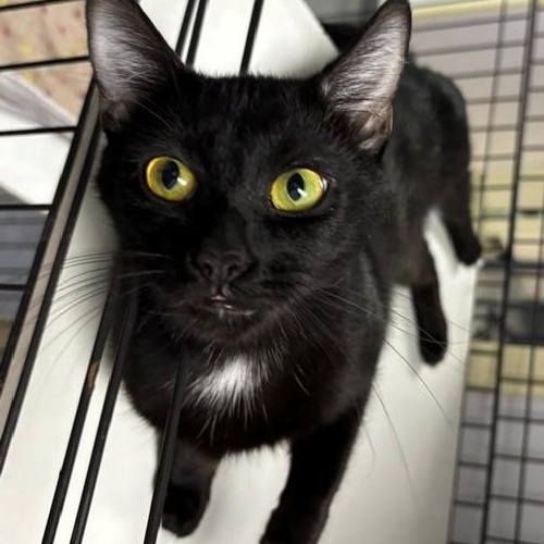Luna, adopted, Adult Female Domestic Short Hair.