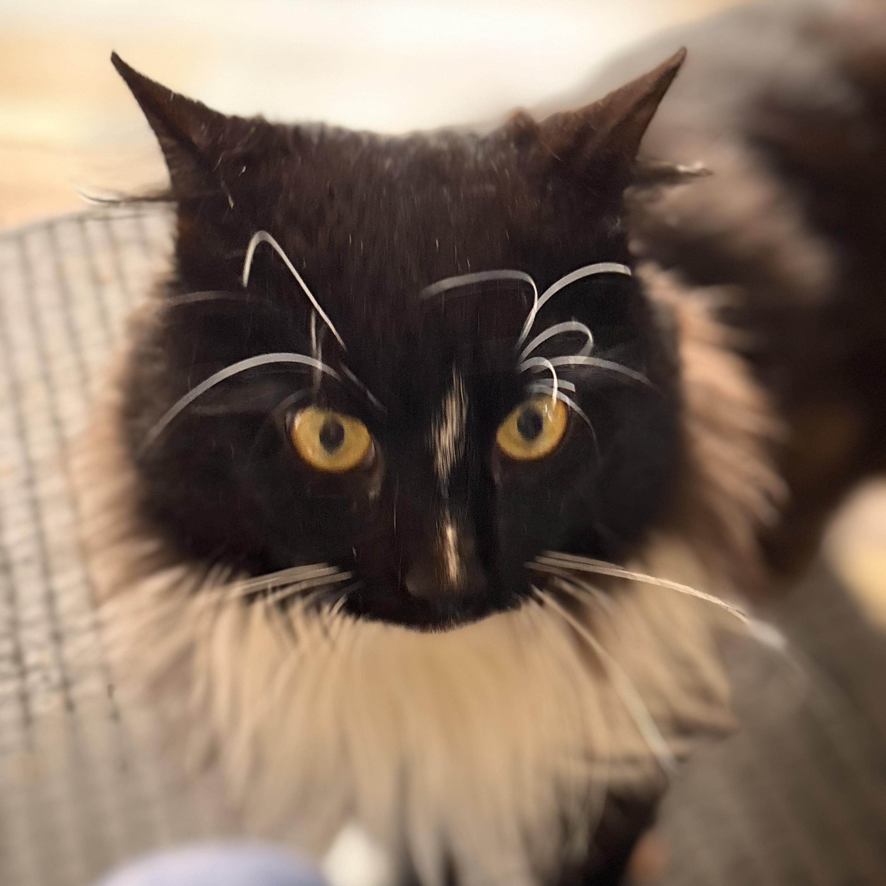 Enlarge Sebastian , an adopted Domestic Long Hair in Sewell, NJ image 3/5