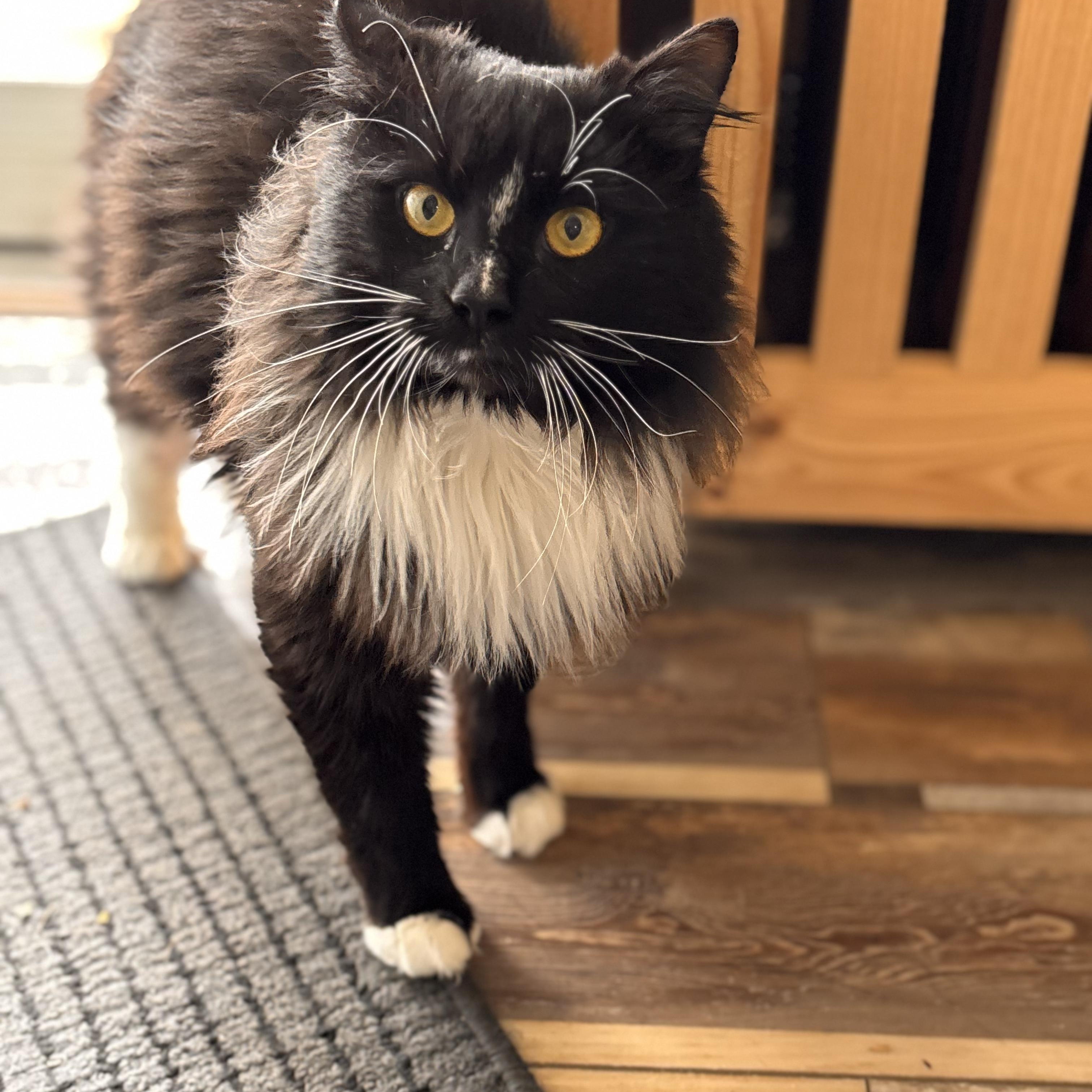 Enlarge Sebastian , an adopted Domestic Long Hair in Sewell, NJ image 5/5