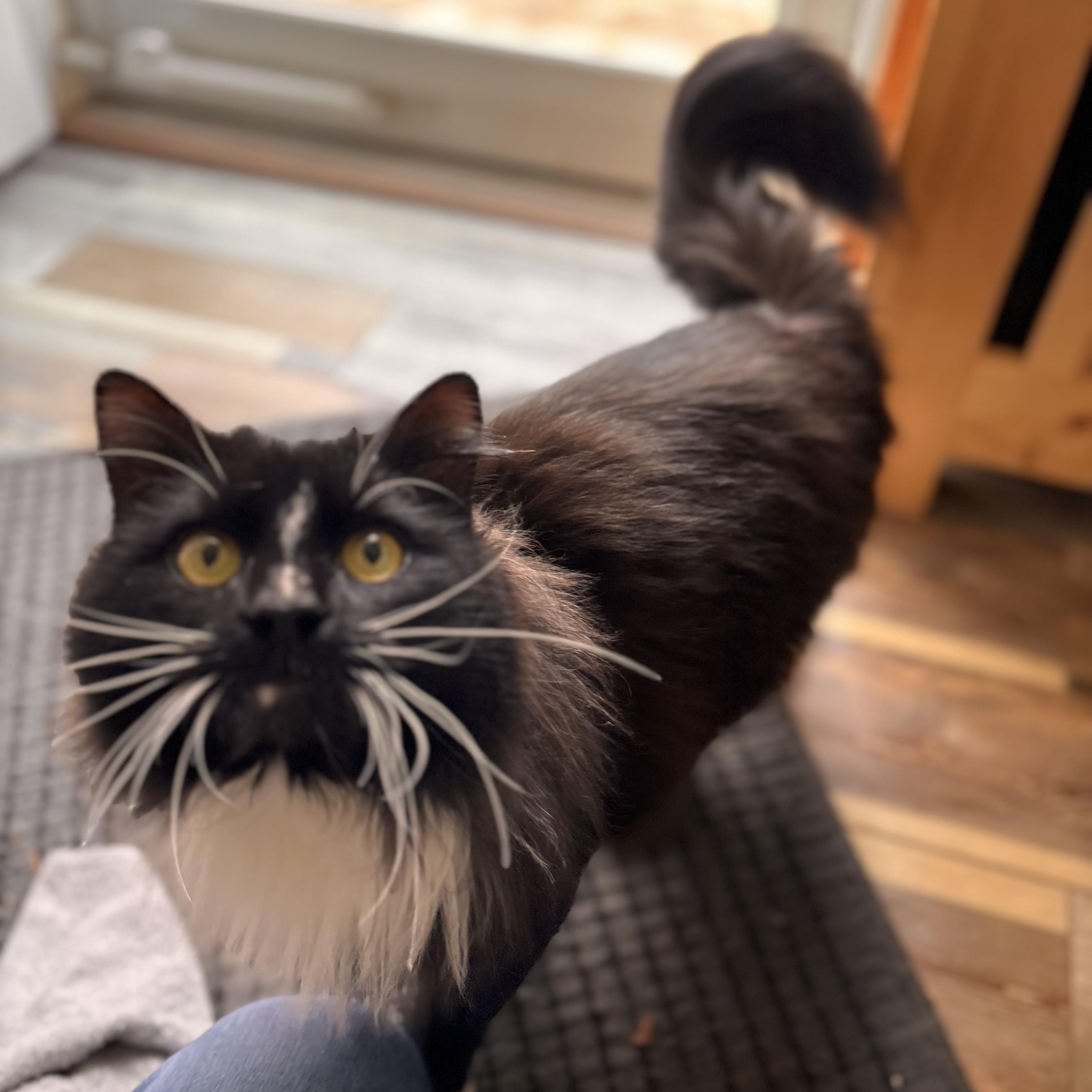 Sebastian , adopted, Adult Male Domestic Long Hair.