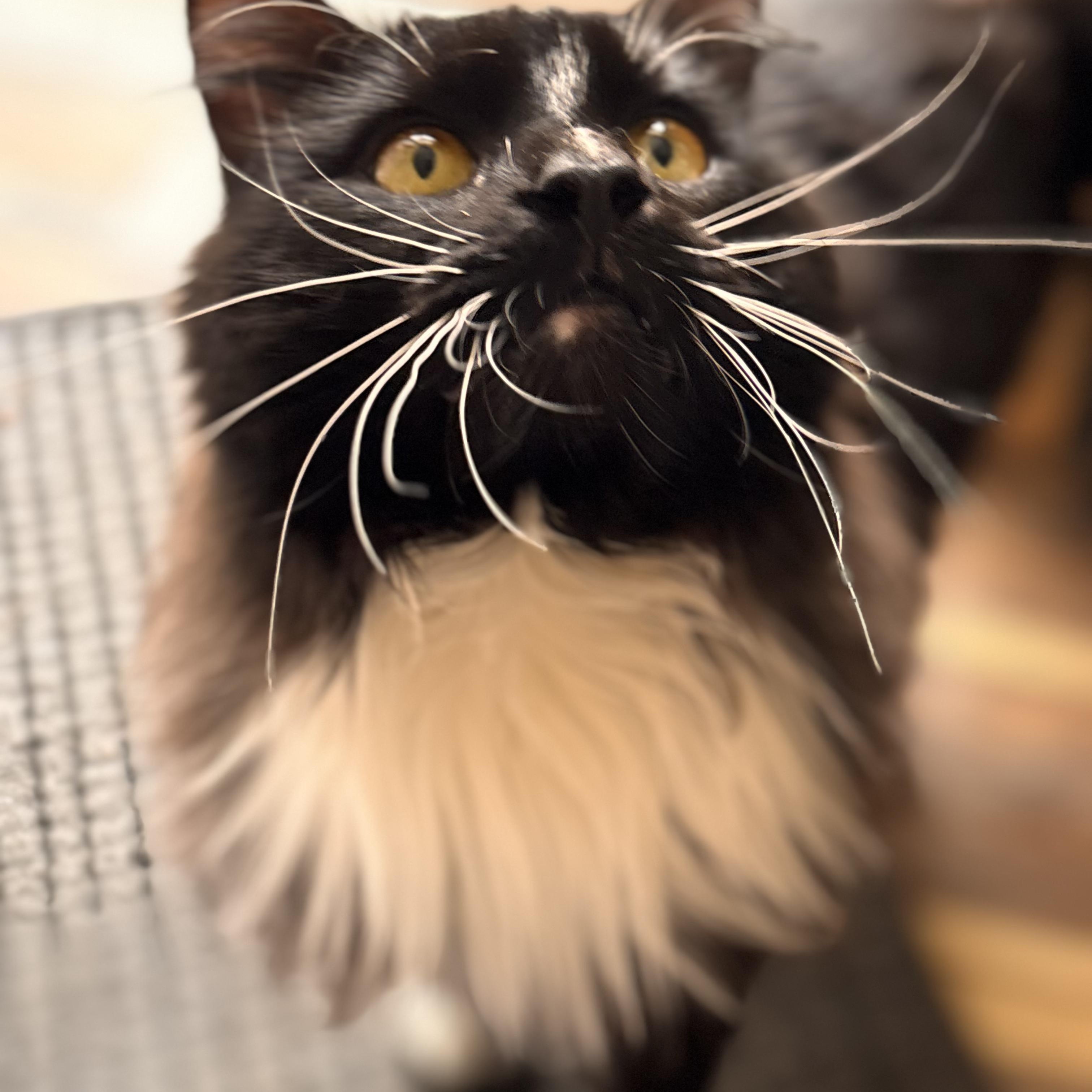 Enlarge Sebastian , an adopted Domestic Long Hair in Sewell, NJ image 4/5