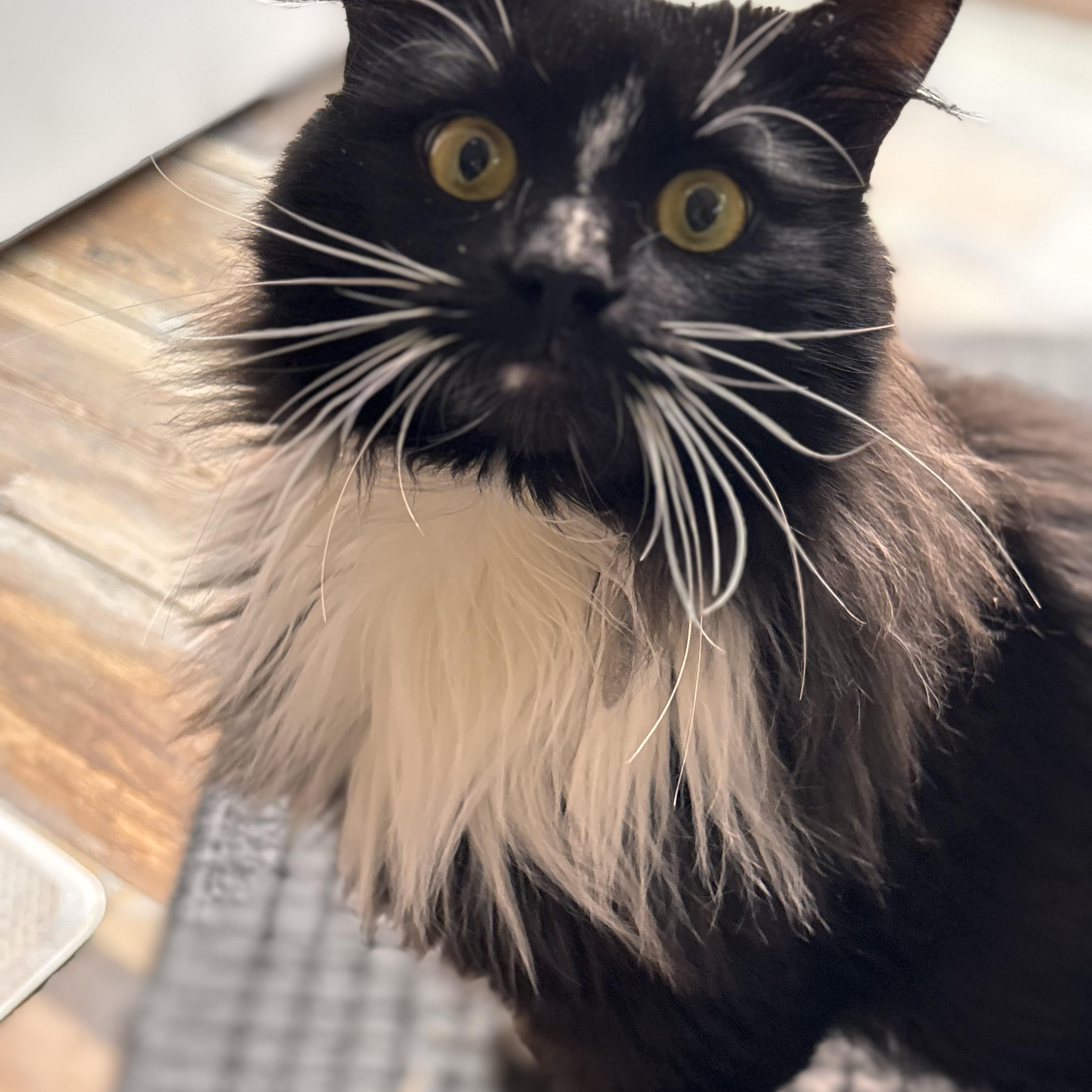 Enlarge Sebastian , an adopted Domestic Long Hair in Sewell, NJ image 2/5