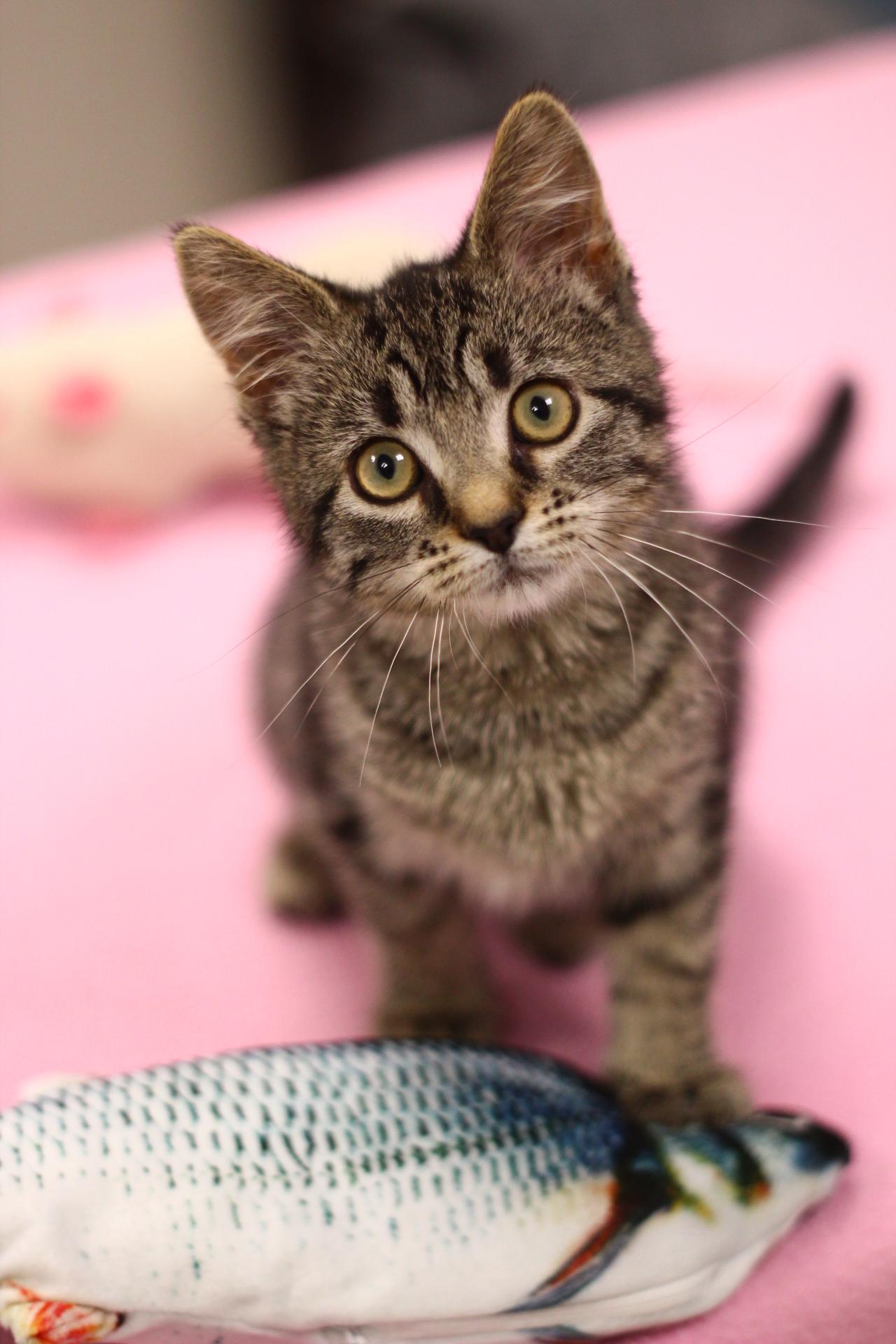 Enlarge Myrtle, a Adopted Domestic Short Hair in Toledo, OH image 1/3