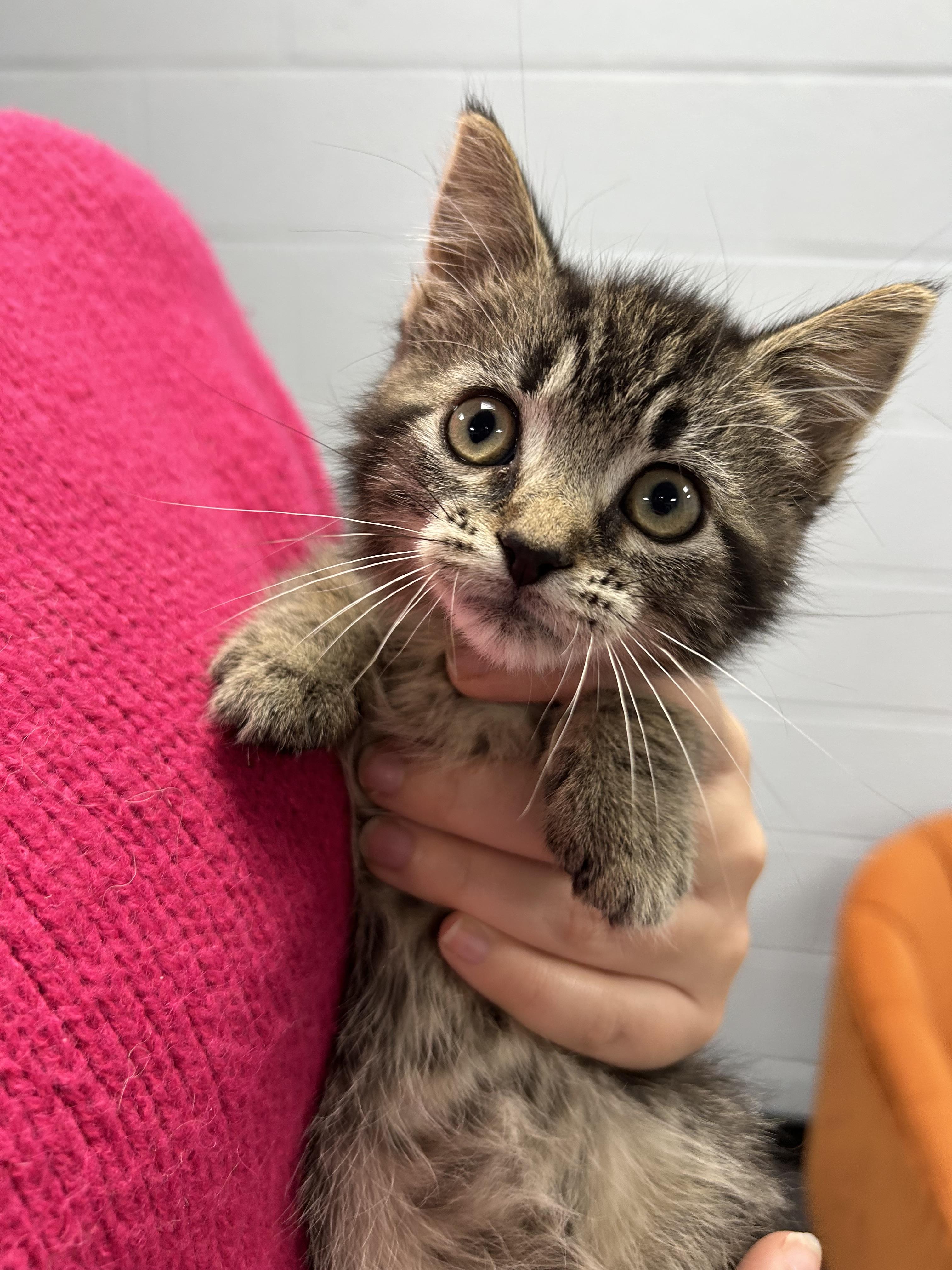 Enlarge Myrtle, a Adopted Domestic Short Hair in Toledo, OH image 2/3