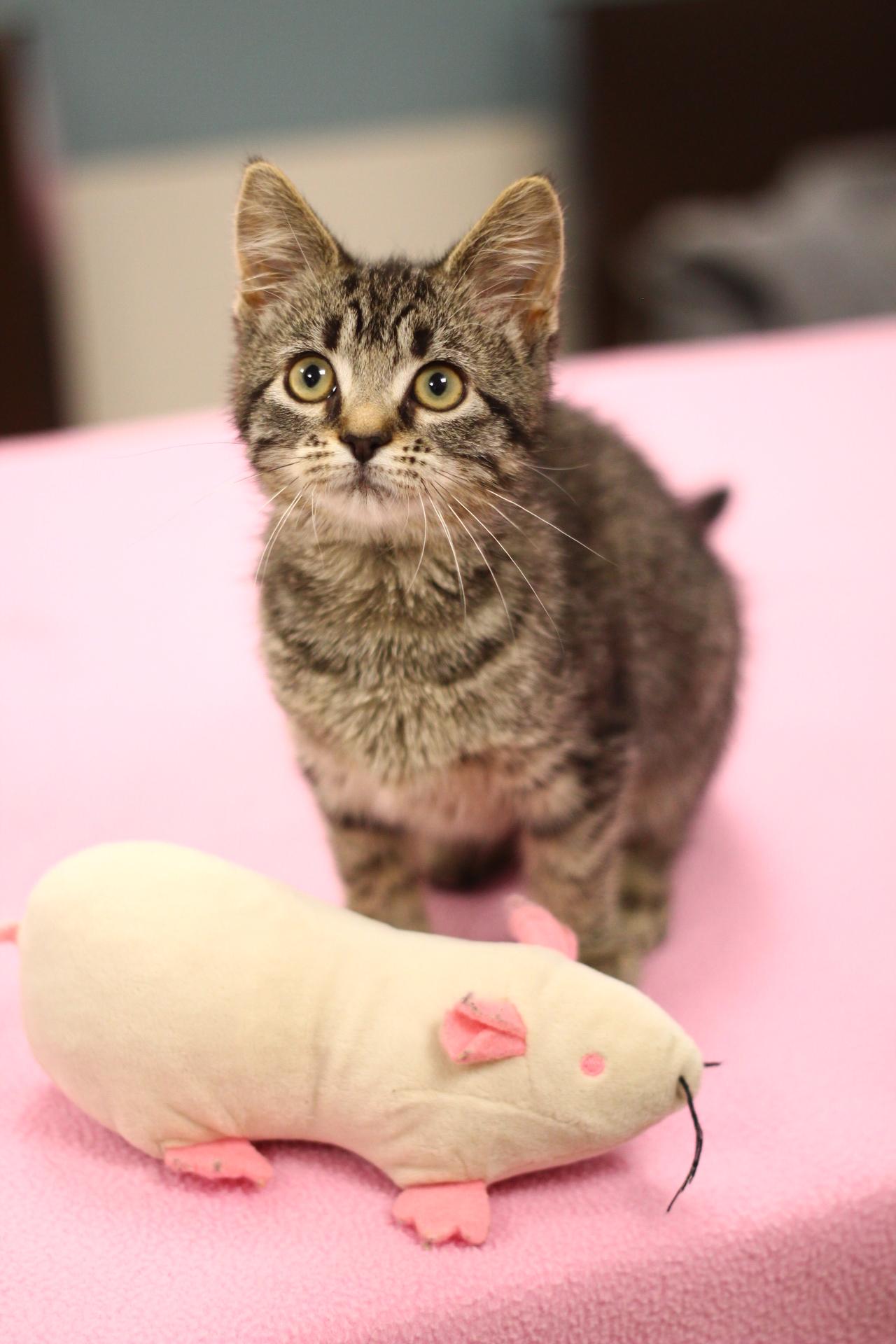 Enlarge Myrtle, a Adopted Domestic Short Hair in Toledo, OH image 3/3