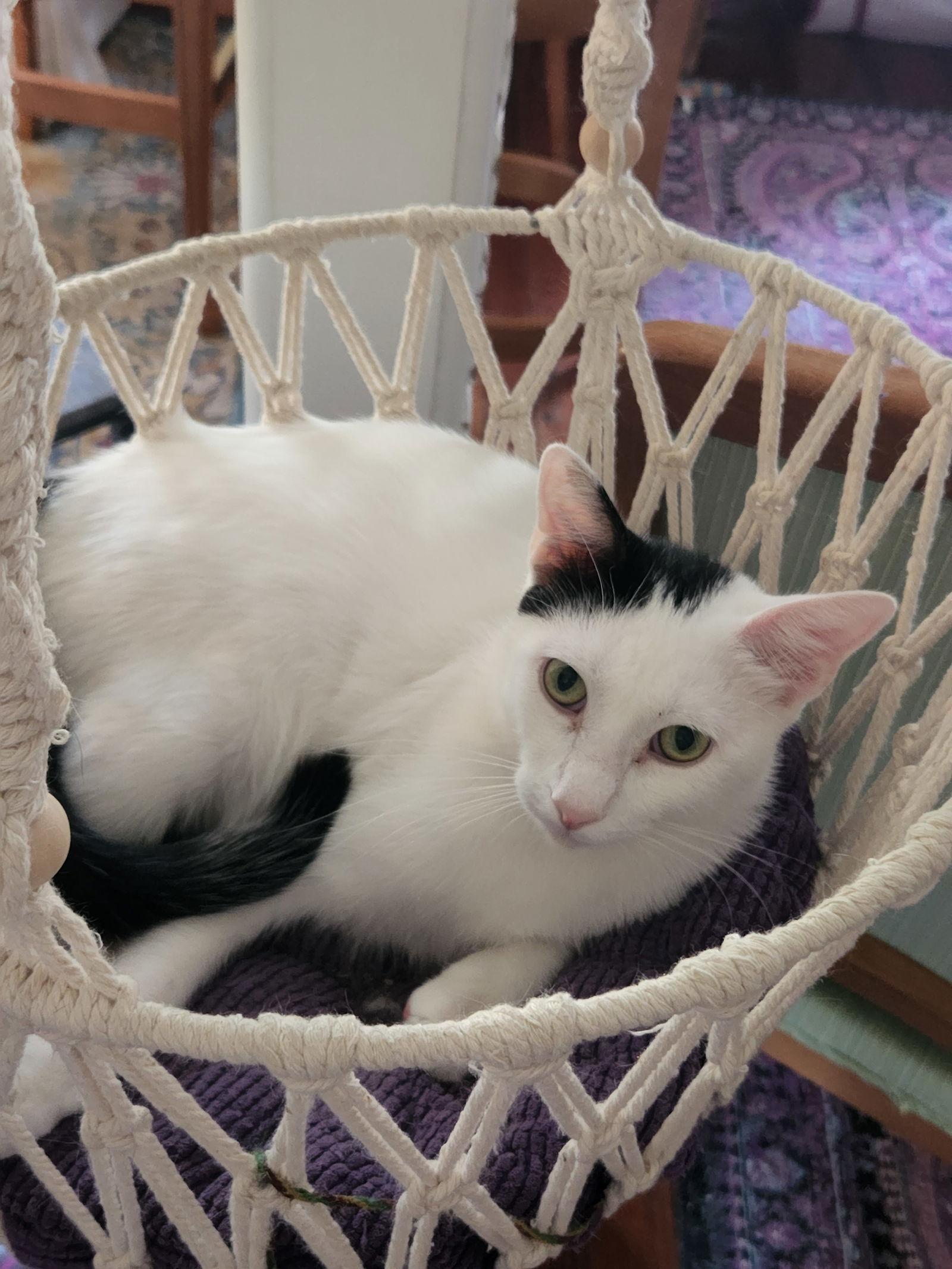 Westley, Adoptable, Young Male Domestic Short Hair.