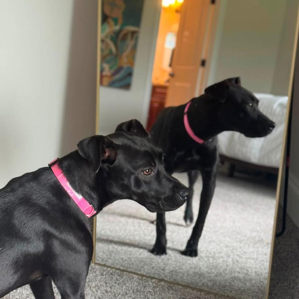 Becky, Adoptable, Young Female Pit Bull Terrier & Mixed Breed.