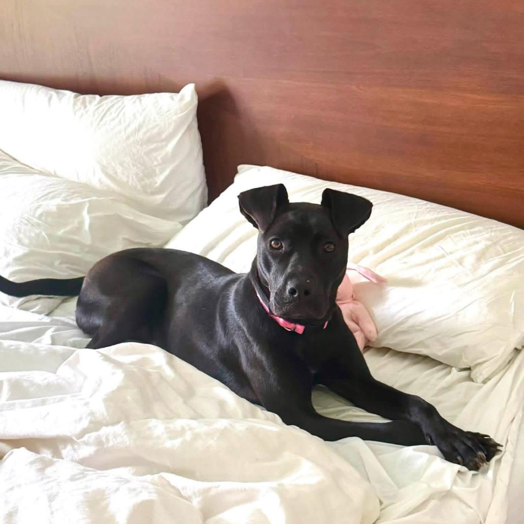Becky, a Adoptable mixed breed in Joliet, IL image 2/4
