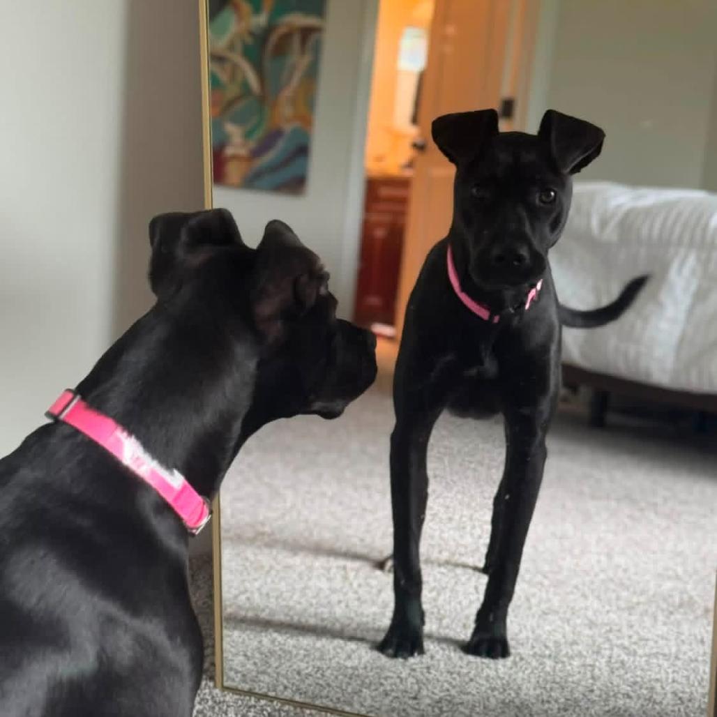 Becky, a Adoptable mixed breed in Joliet, IL image 3/4