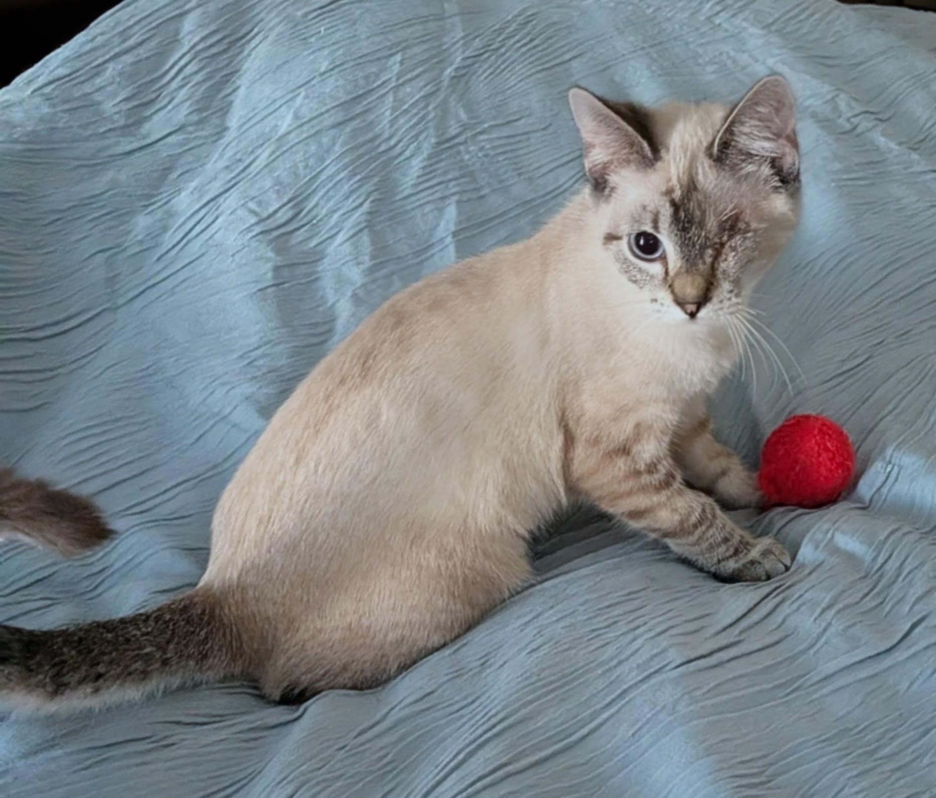 Zoey, ADOPTABLE, Kitten Female Siamese & Domestic Short Hair.