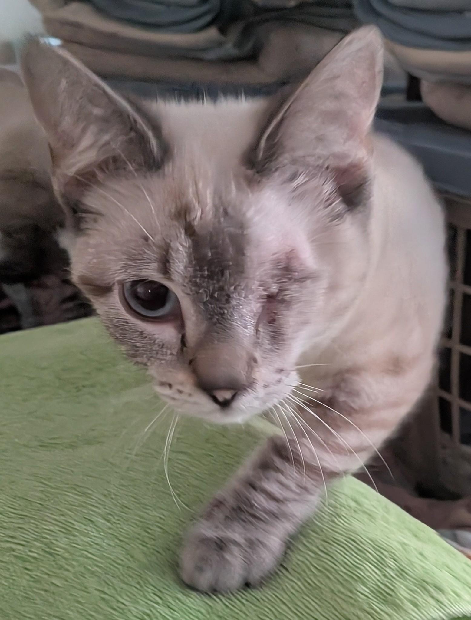 Zoey, a ADOPTABLE mixed breed in Queen Creek, AZ image 2/6