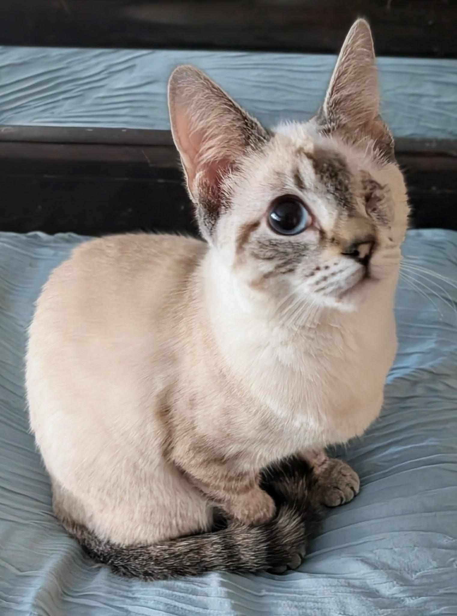 Zoey, a ADOPTABLE mixed breed in Queen Creek, AZ image 3/6