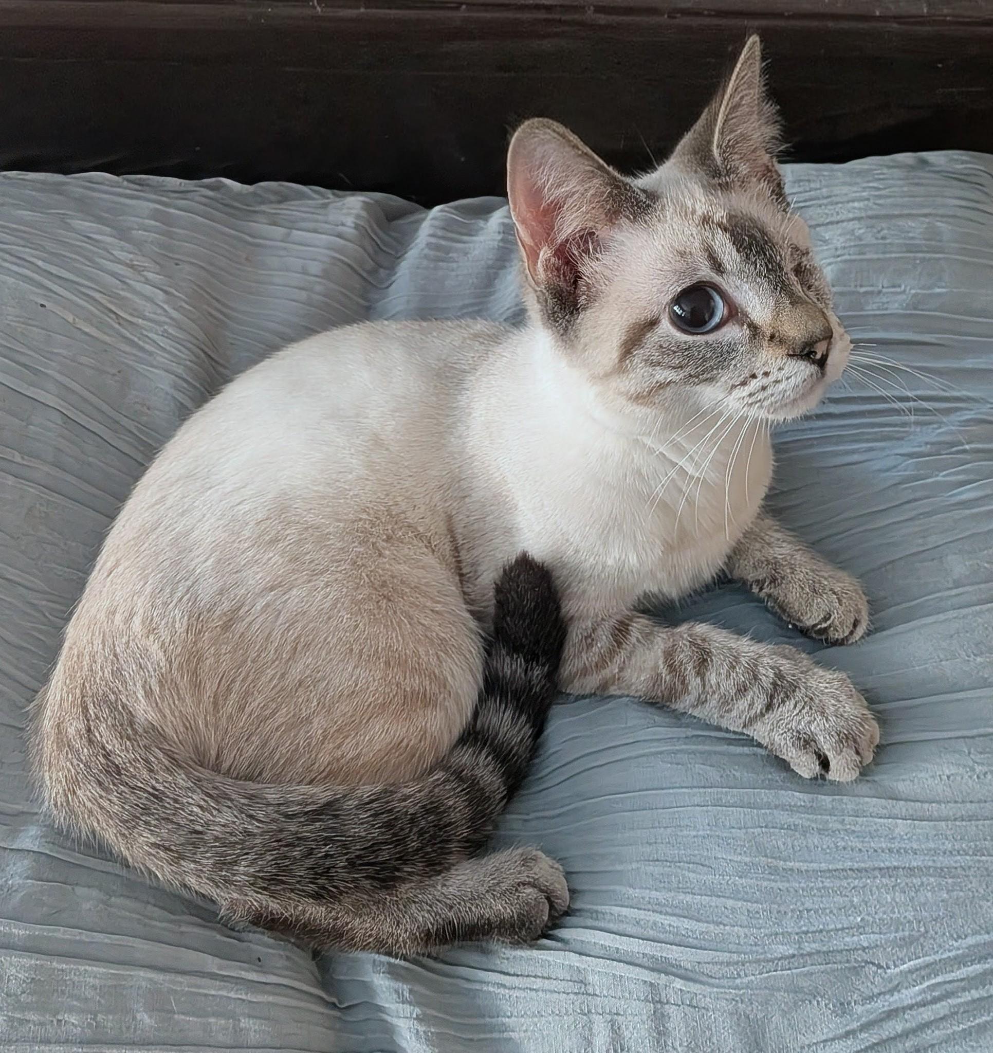 Zoey, a ADOPTABLE mixed breed in Queen Creek, AZ image 4/6