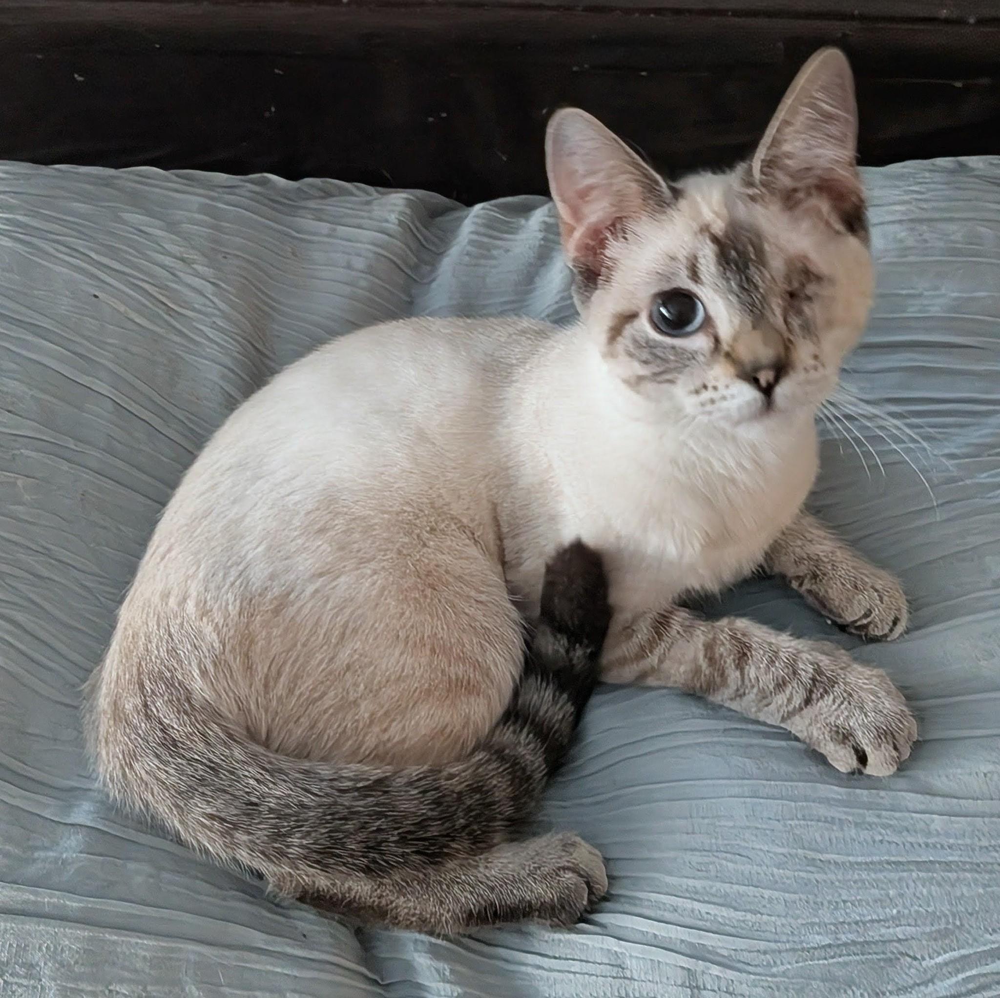 Zoey, a ADOPTABLE mixed breed in Queen Creek, AZ image 5/6