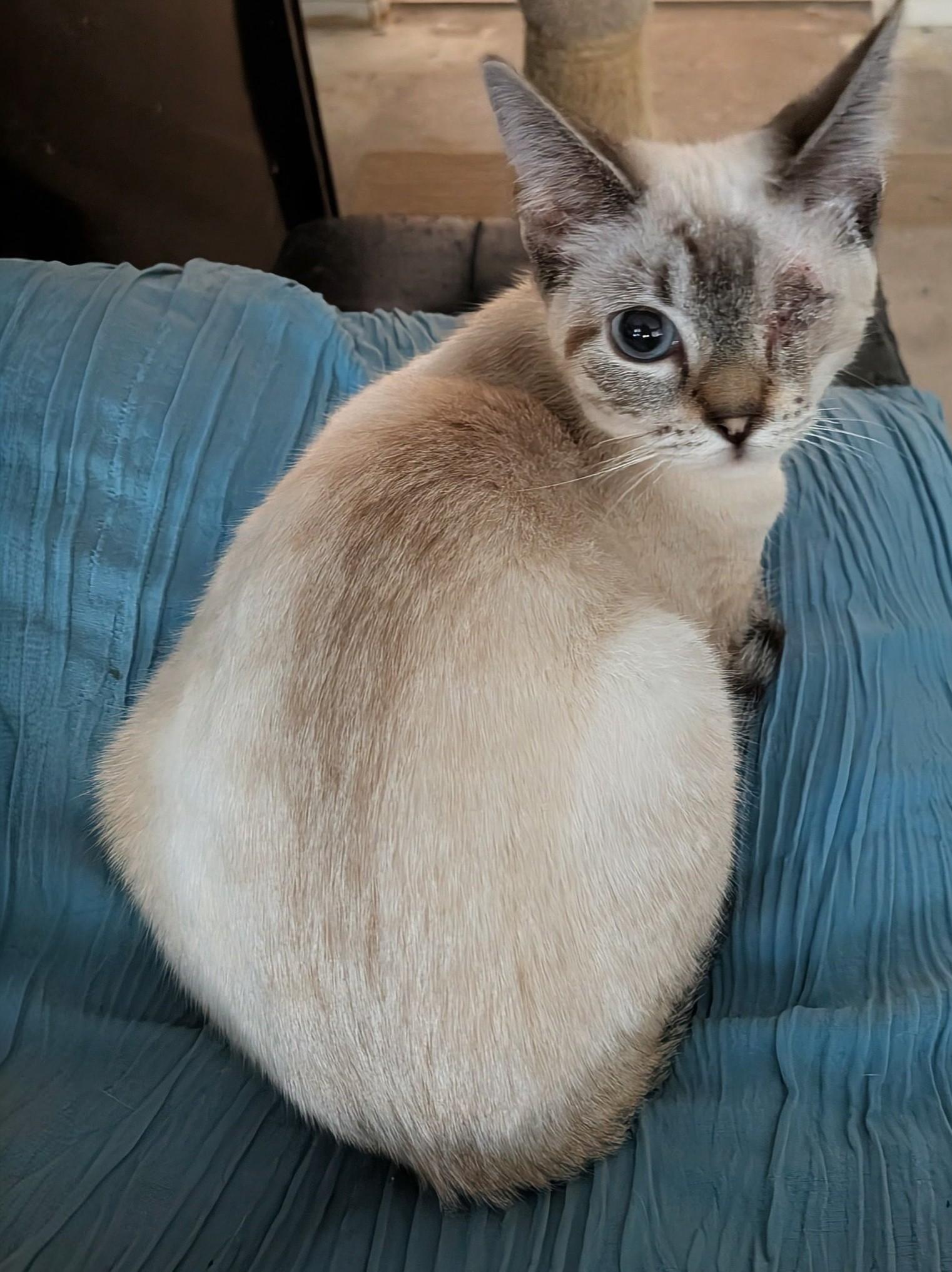 Zoey, a ADOPTABLE mixed breed in Queen Creek, AZ image 6/6