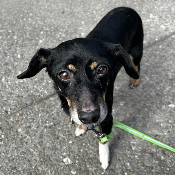 Cash, Adoptable, Adult Male Terrier.