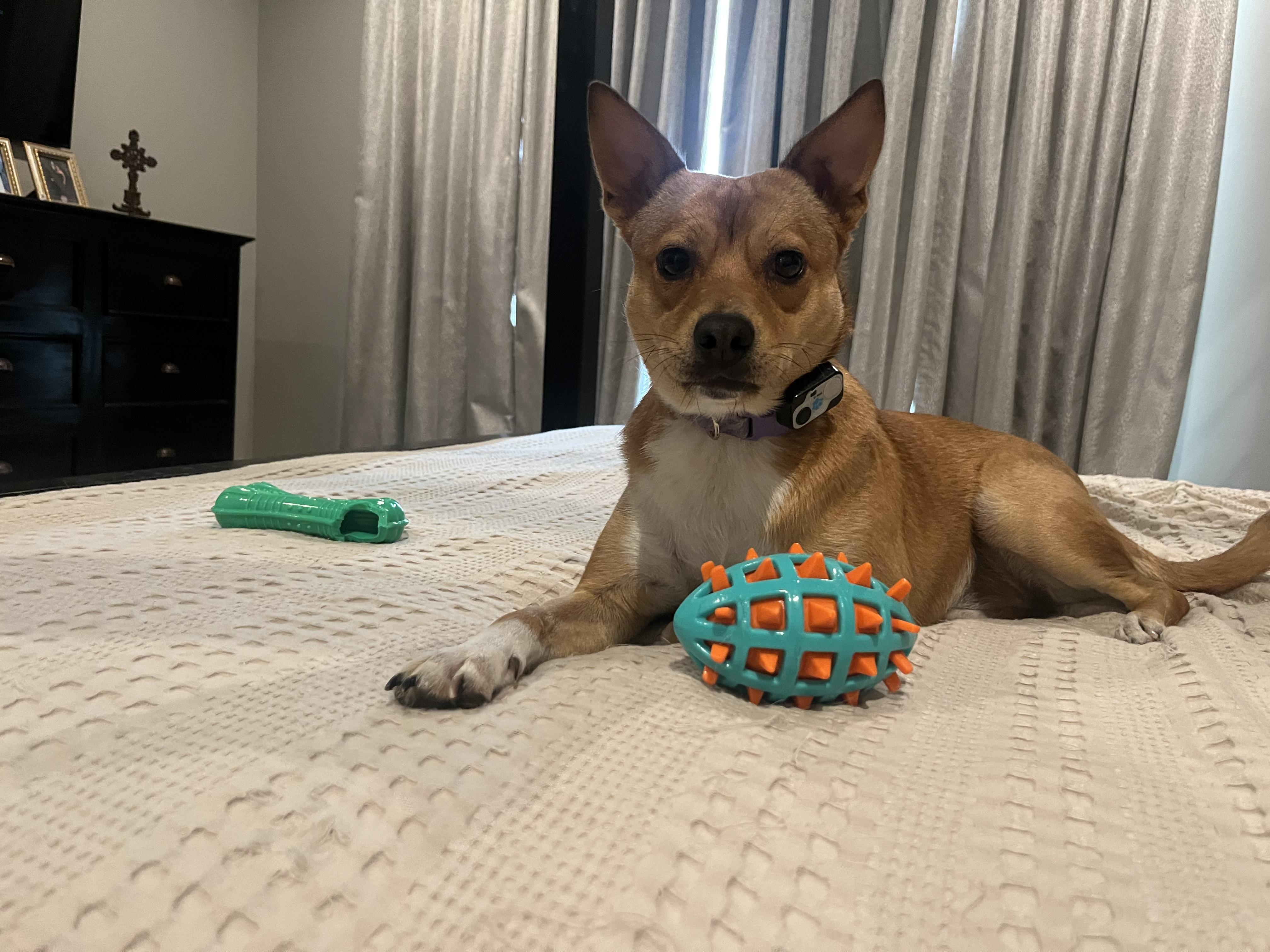 Latte, a Adoptable mixed breed in Baton Rouge, LA image 2/4