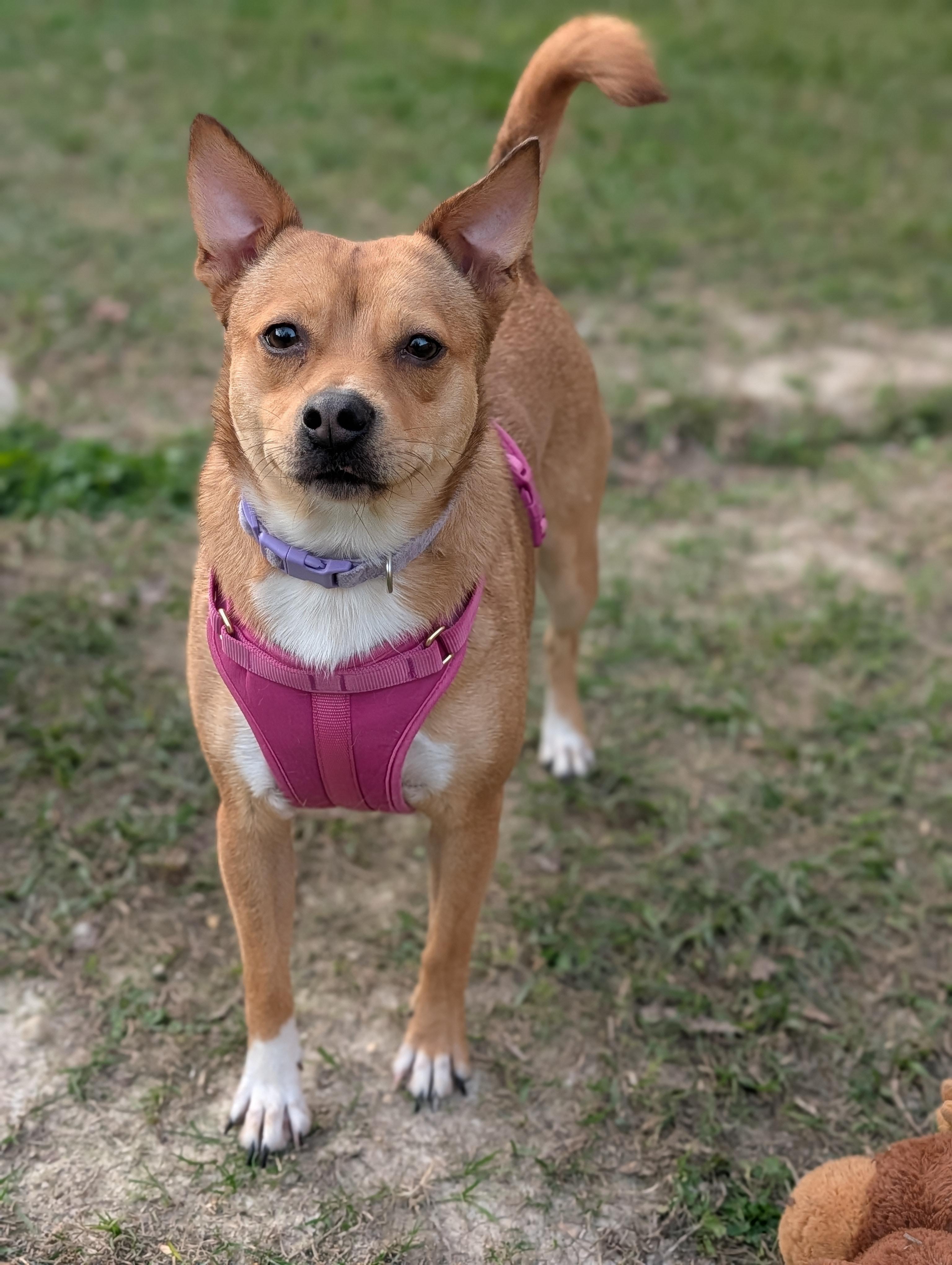 Latte, a Adoptable mixed breed in Baton Rouge, LA image 4/4