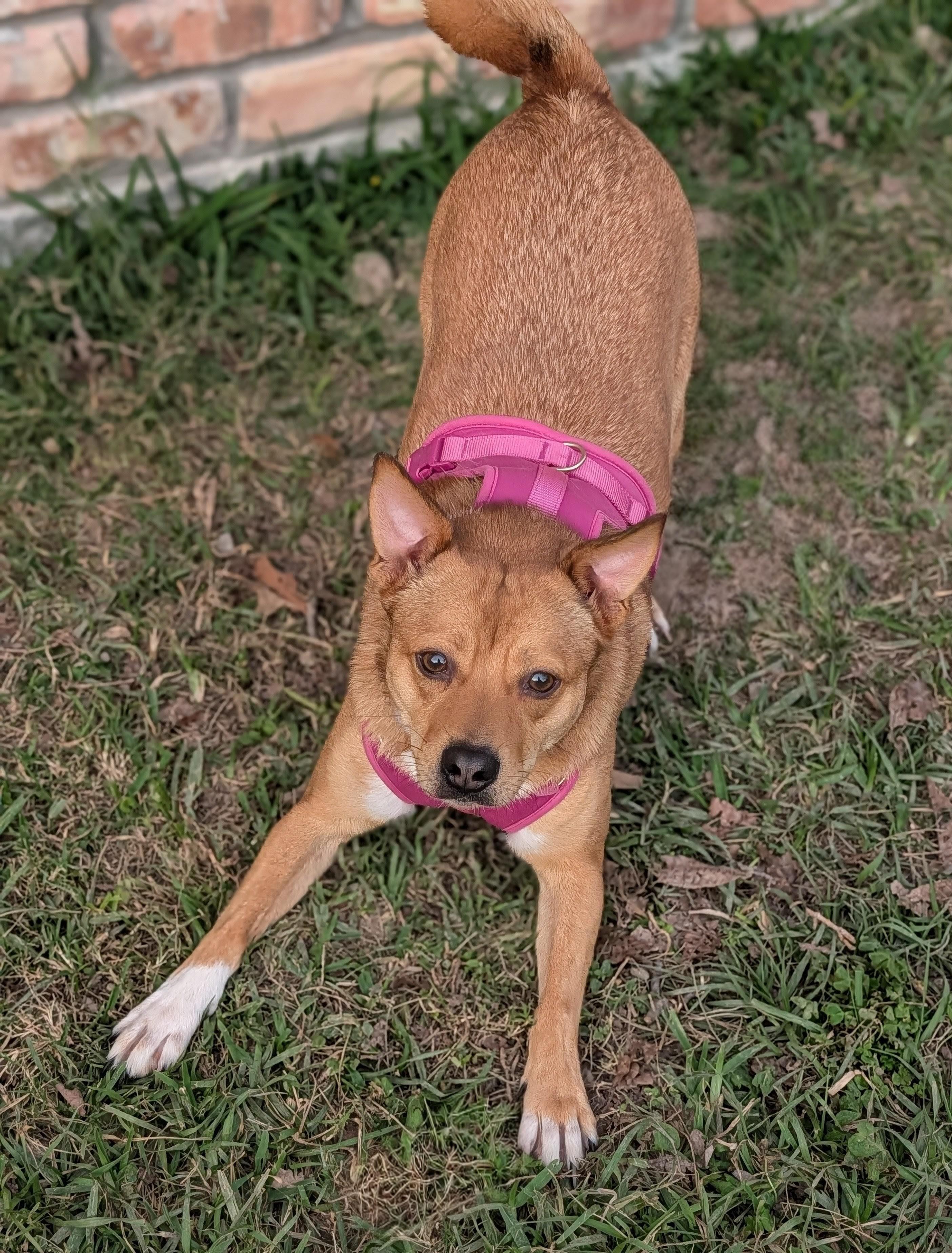 Latte, a Adoptable mixed breed in Baton Rouge, LA image 3/4