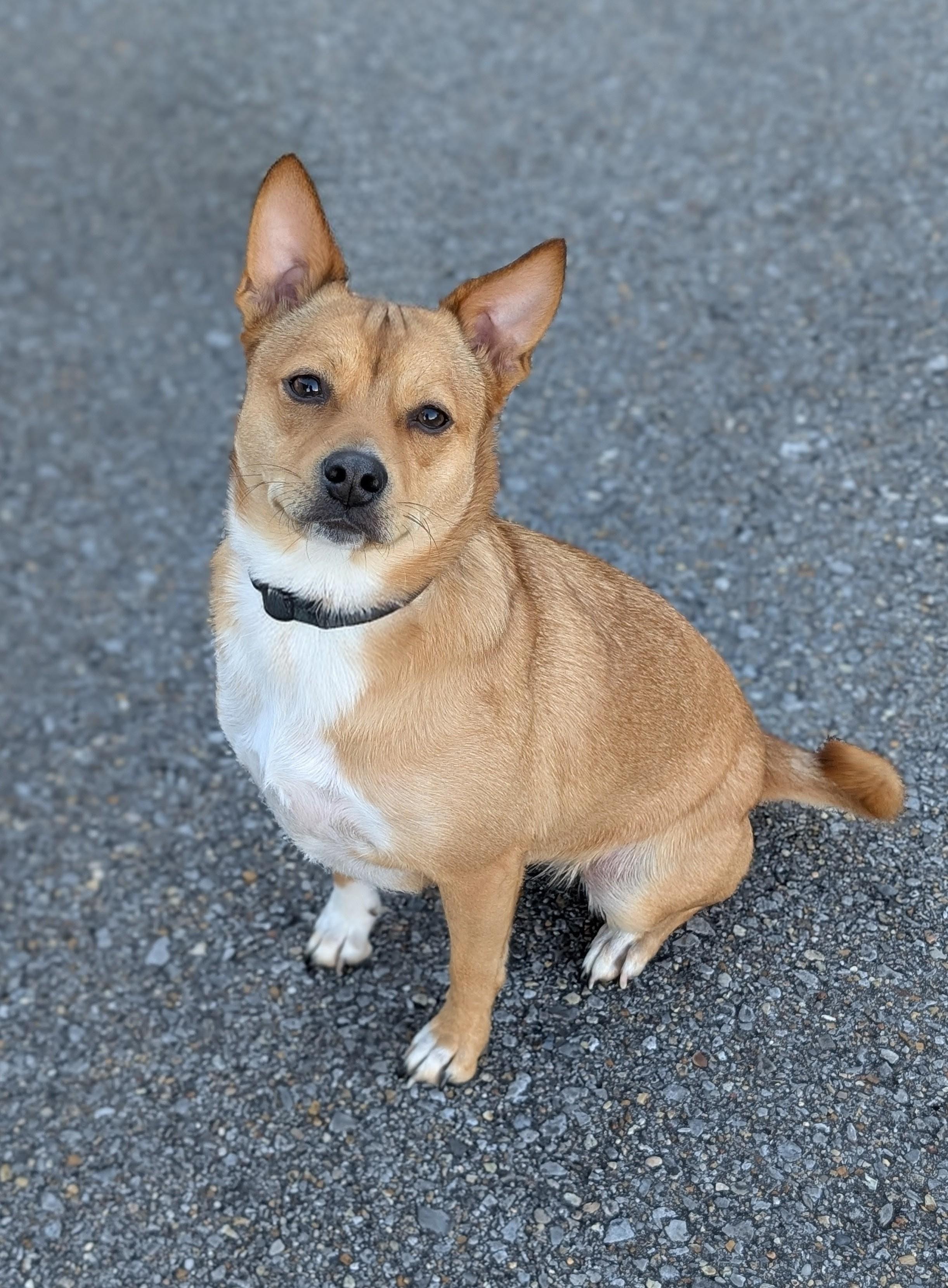 Latte, Adoptable, Adult Female Australian Cattle Dog / Blue Heeler.