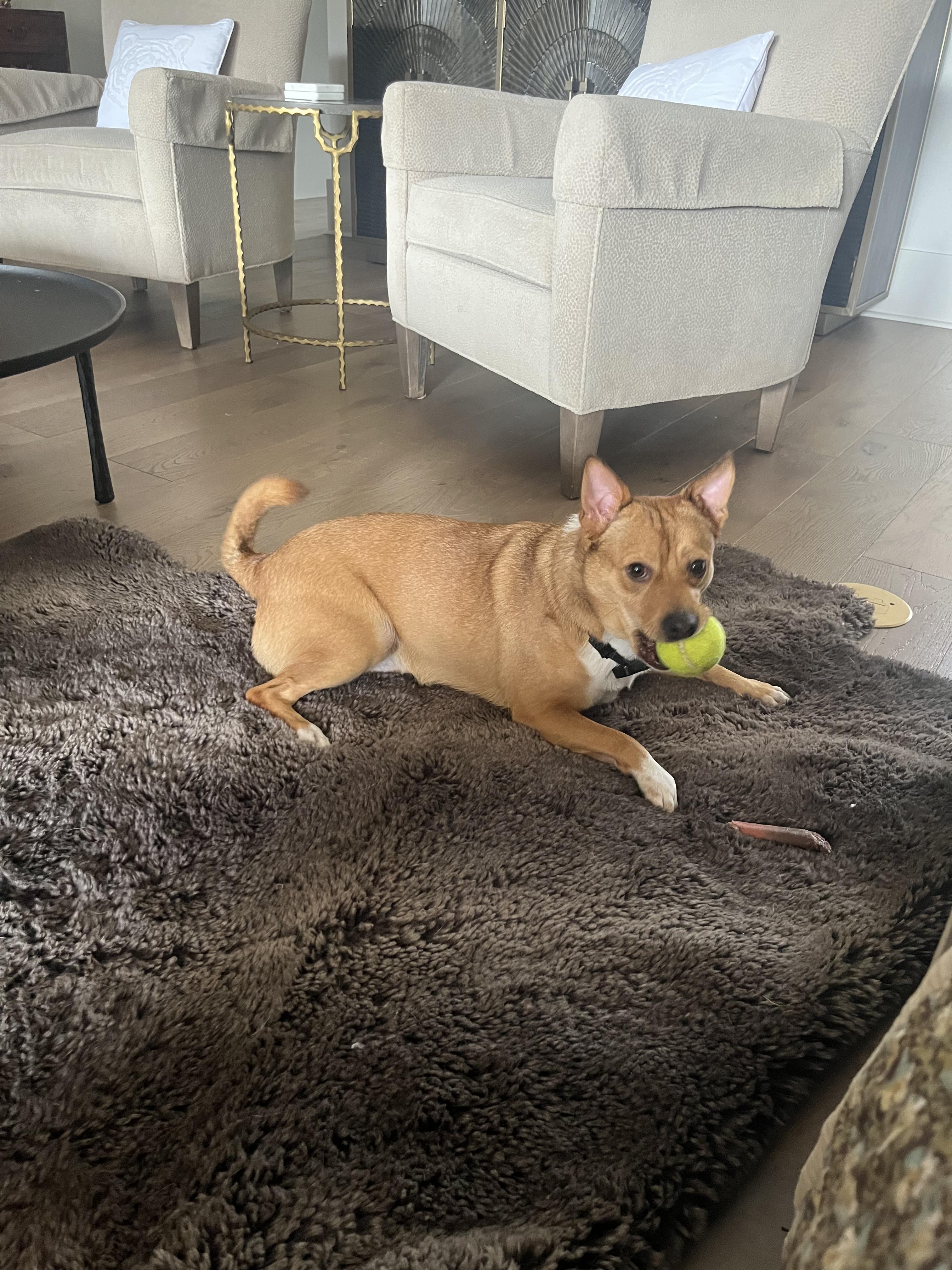 Latte, a Adoptable mixed breed in Baton Rouge, LA image 4/4