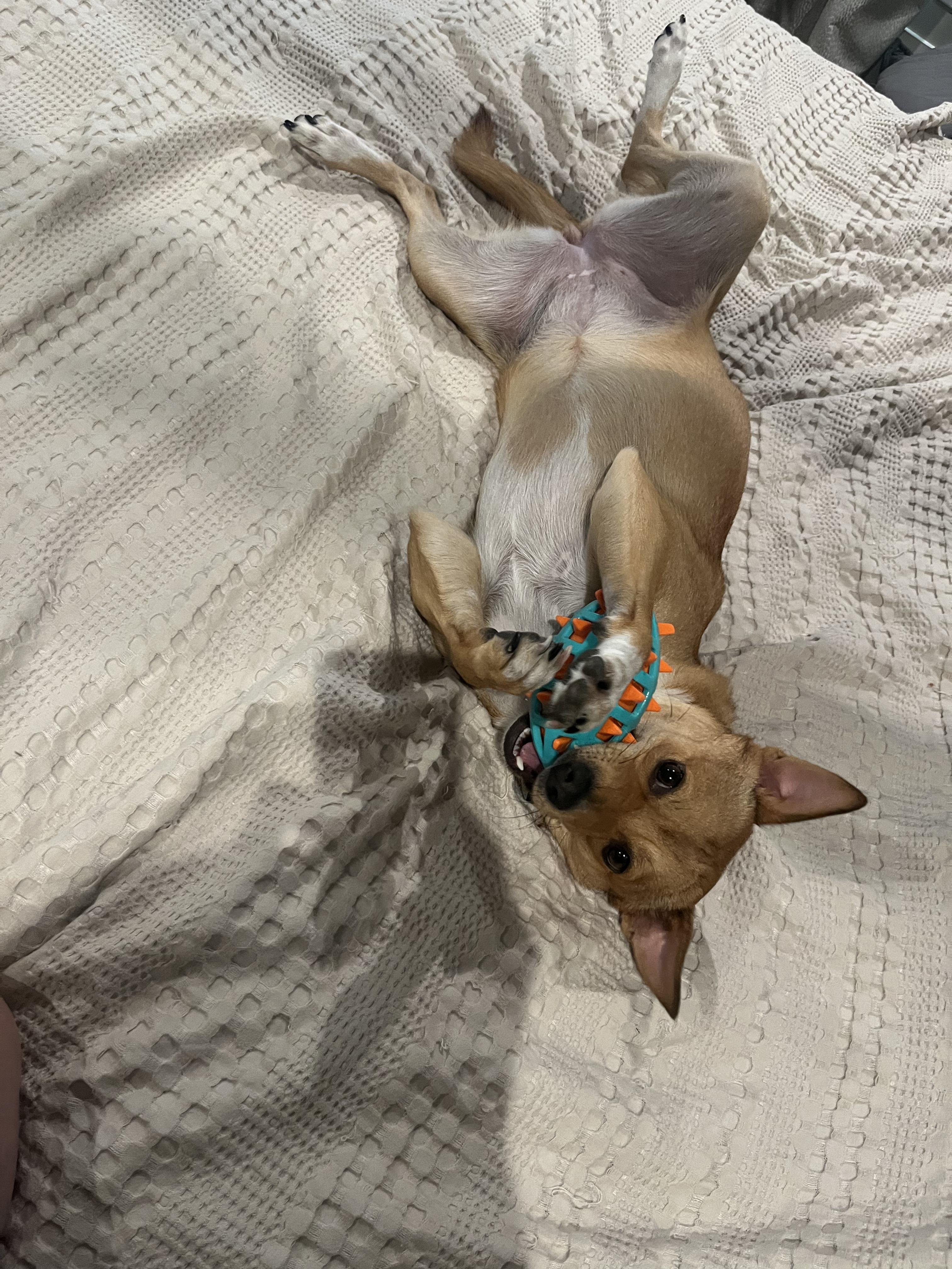 Latte, a Adoptable mixed breed in Baton Rouge, LA image 3/4