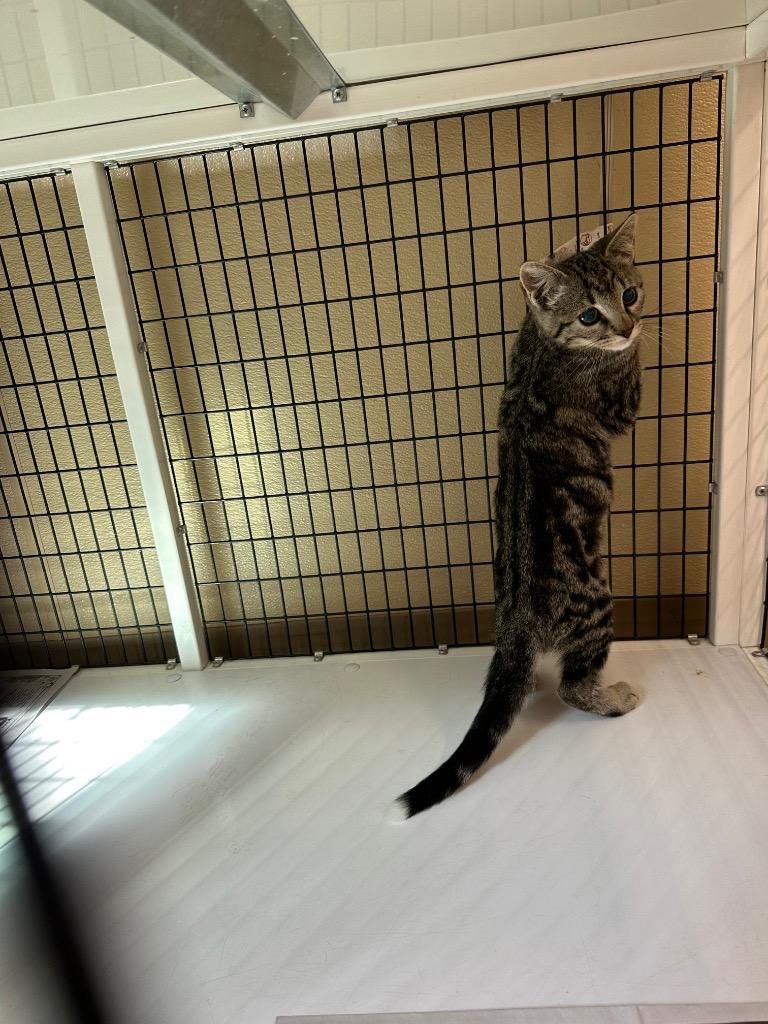Enlarge Blk and Grey tabby kitten, a Adoptable mixed breed in Green River, WY image 1/1