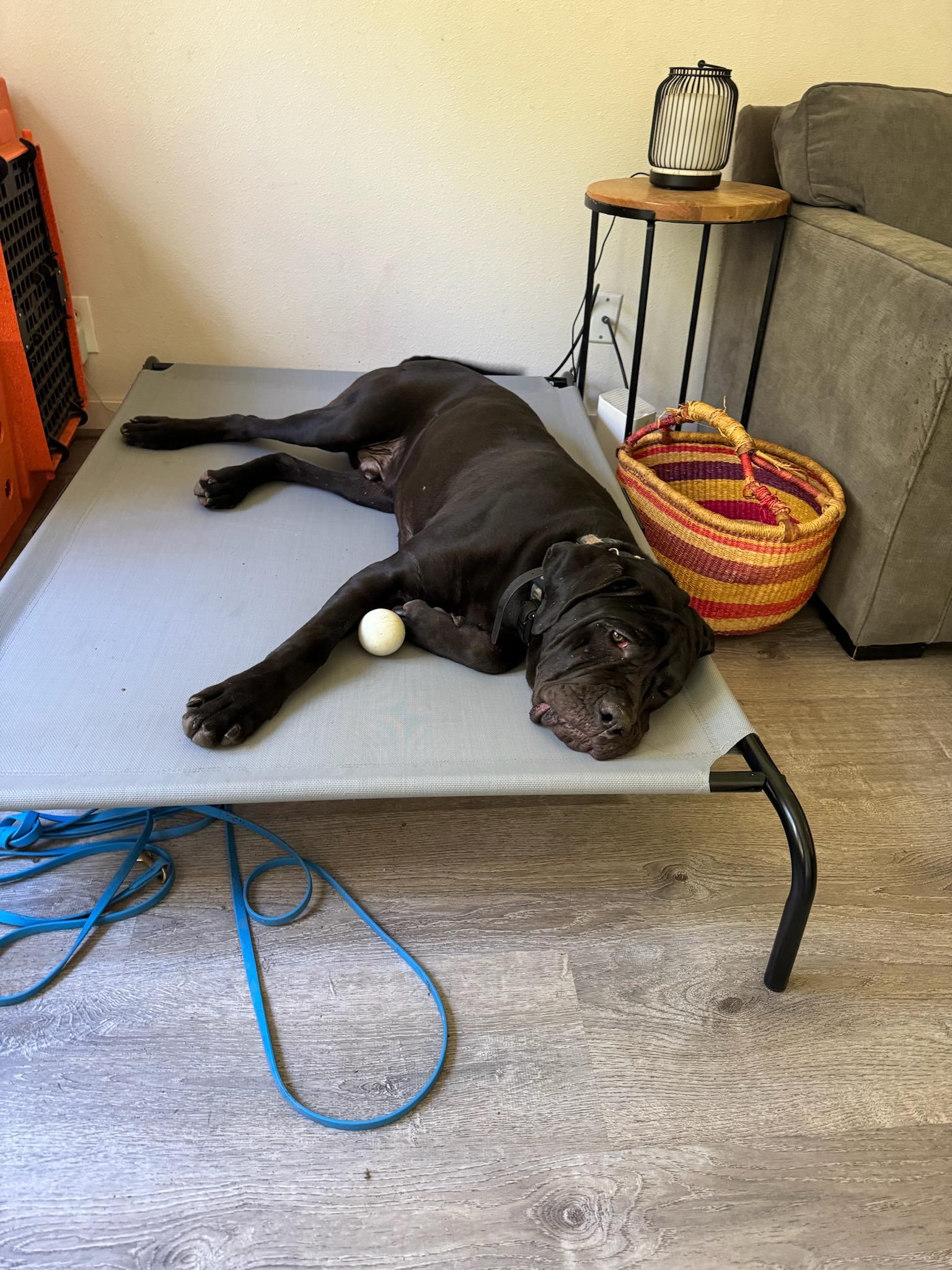 Dog for adoption Memphis , a Cane Corso in yamhill, OR Petfinder