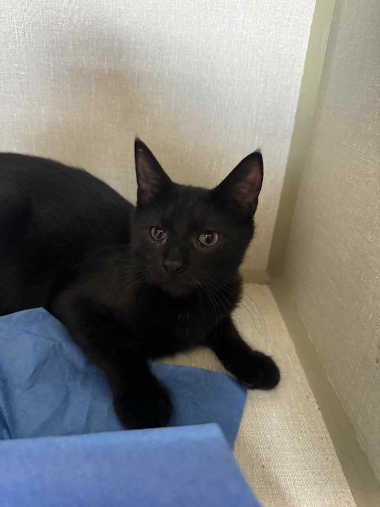 Enlarge Perpetrator, a Adoptable mixed breed in Marion, OH image 1/4