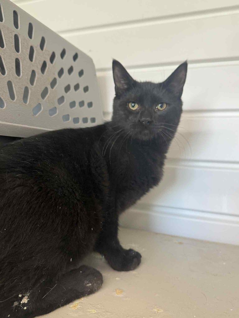 Enlarge Perpetrator, a Adoptable mixed breed in Marion, OH image 3/4