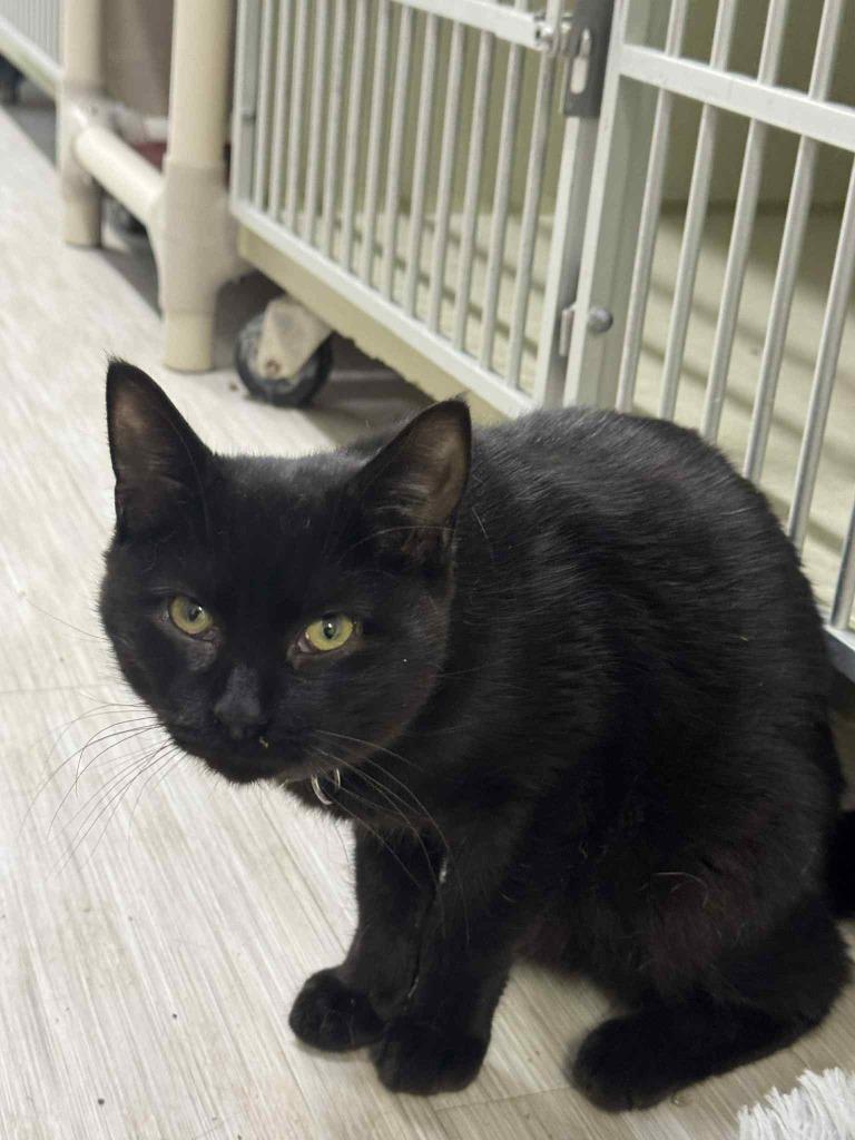 Enlarge Perpetrator, a Adoptable mixed breed in Marion, OH image 4/4