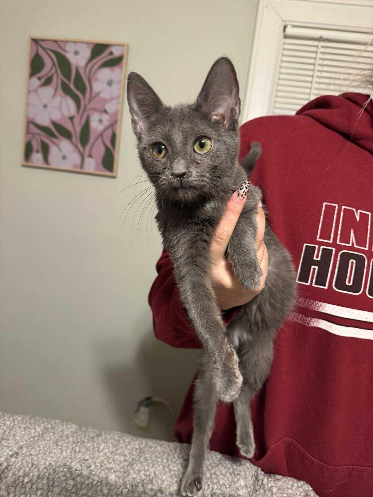 Howard, adopted, Young Male Domestic Short Hair.