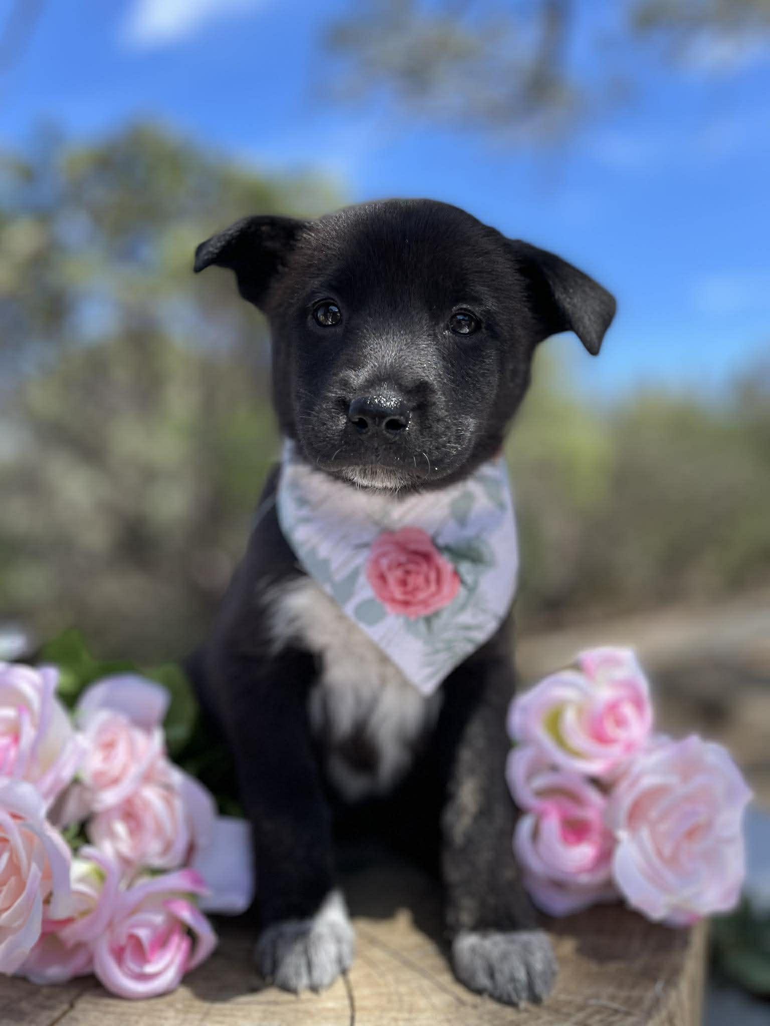 Dior, adopted, Puppy Female Shepherd.