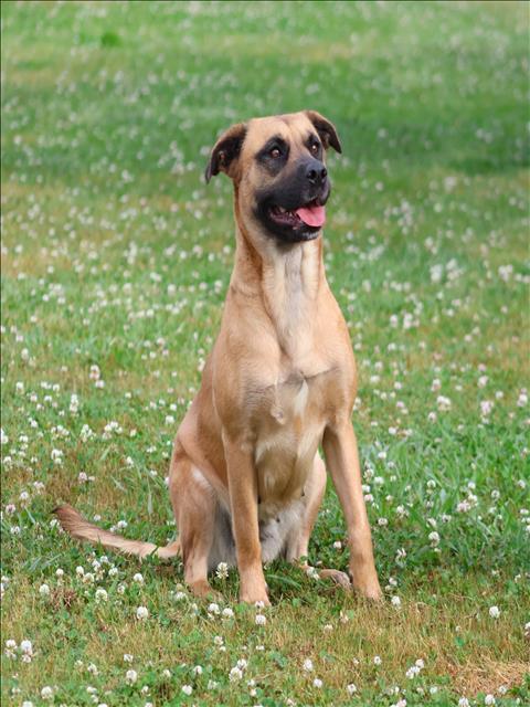 Enlarge ASHOKA, a Adoptable mixed breed in Appling, GA image 1/1