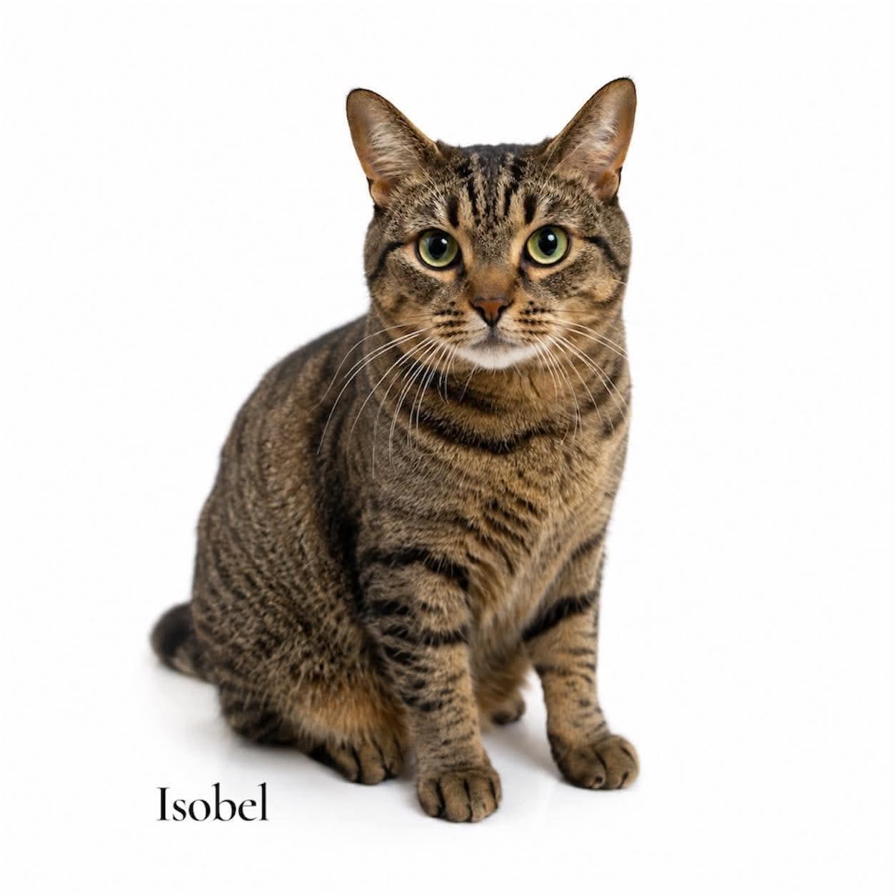 Enlarge Isobel, an adopted Domestic Short Hair in Stevensville, MI image 1/1