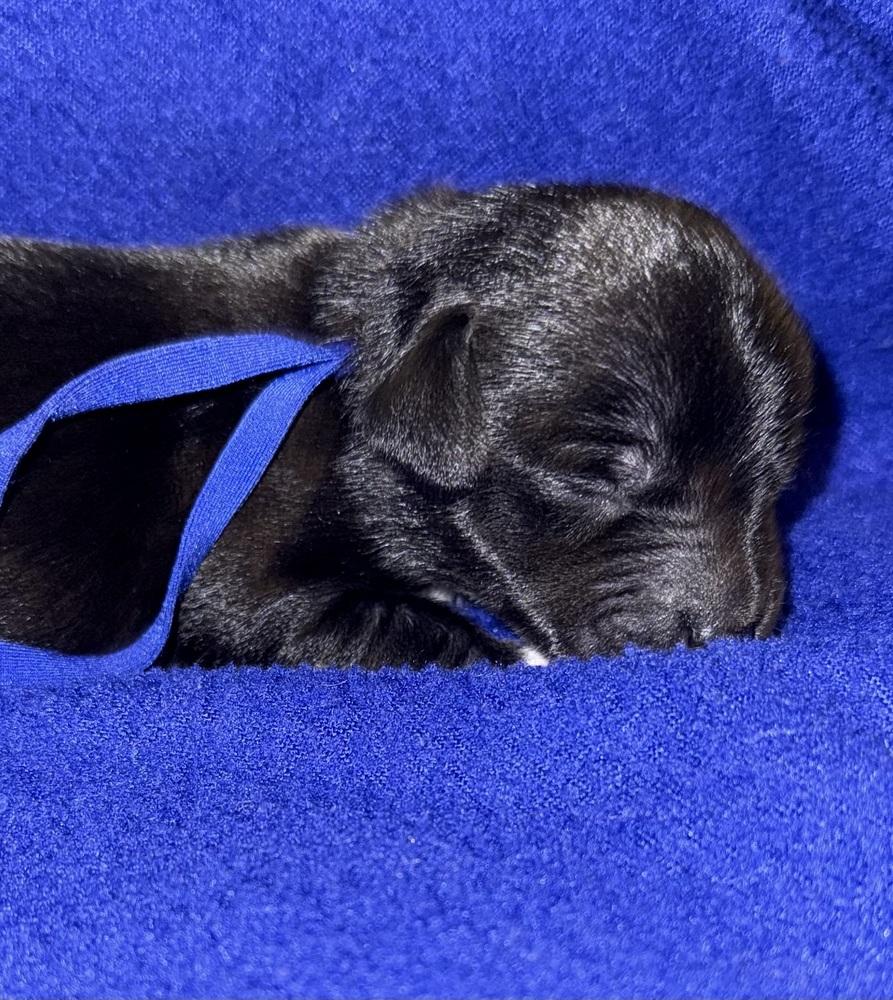 Oscar, Adoptable, Puppy Male Chihuahua & Mixed Breed.