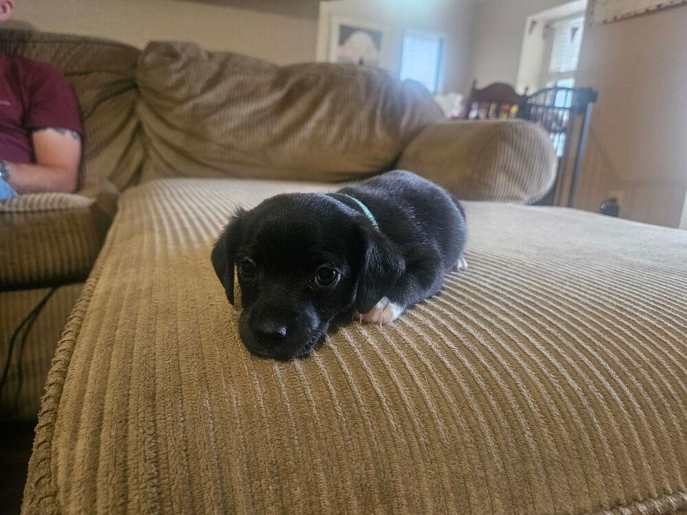 Oscar, a Adoptable mixed breed in Warr Acres, OK image 2/6