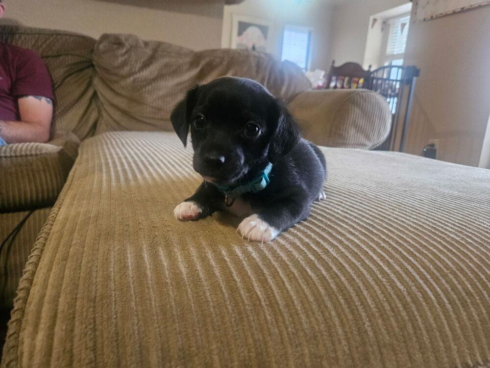 Oscar, a Adoptable mixed breed in Warr Acres, OK image 3/6