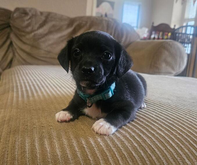 Oscar, a Adoptable mixed breed in Warr Acres, OK image 4/6