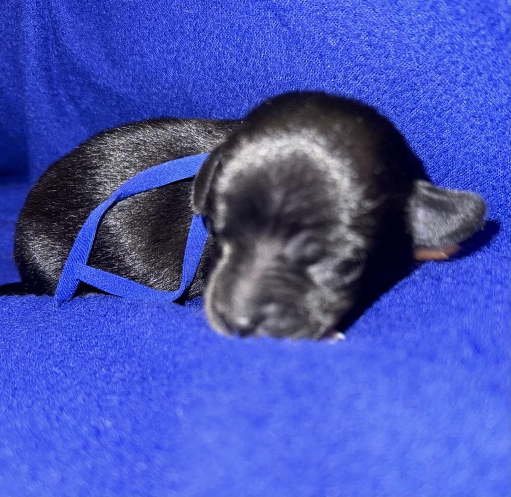 Oscar, a Adoptable mixed breed in Warr Acres, OK image 5/6