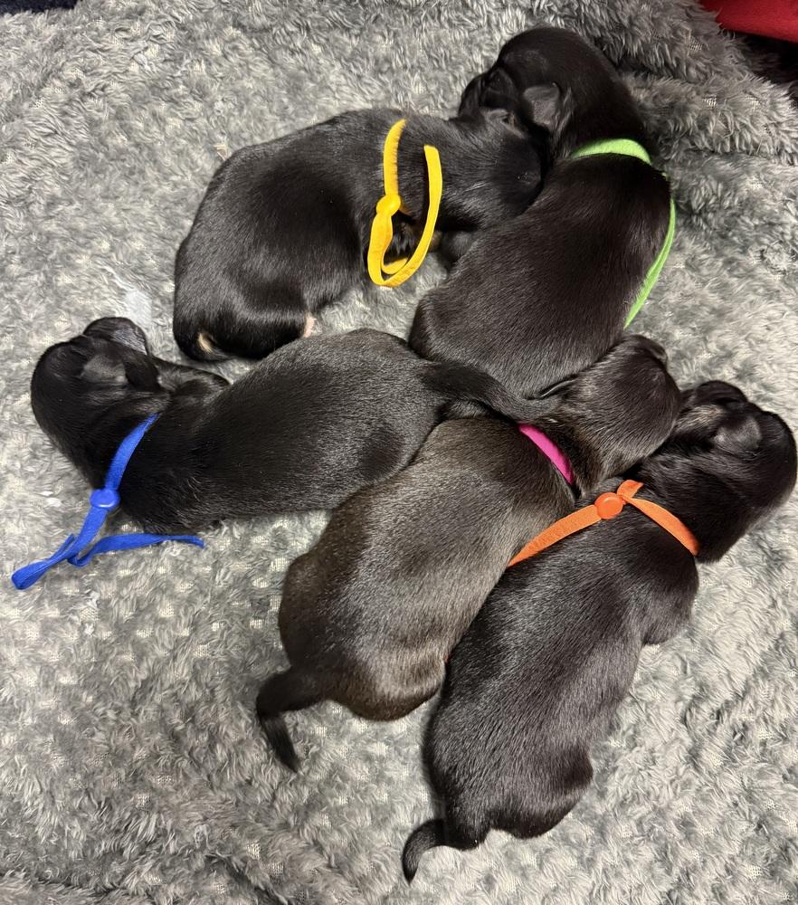 Oscar, a Adoptable mixed breed in Warr Acres, OK image 6/6