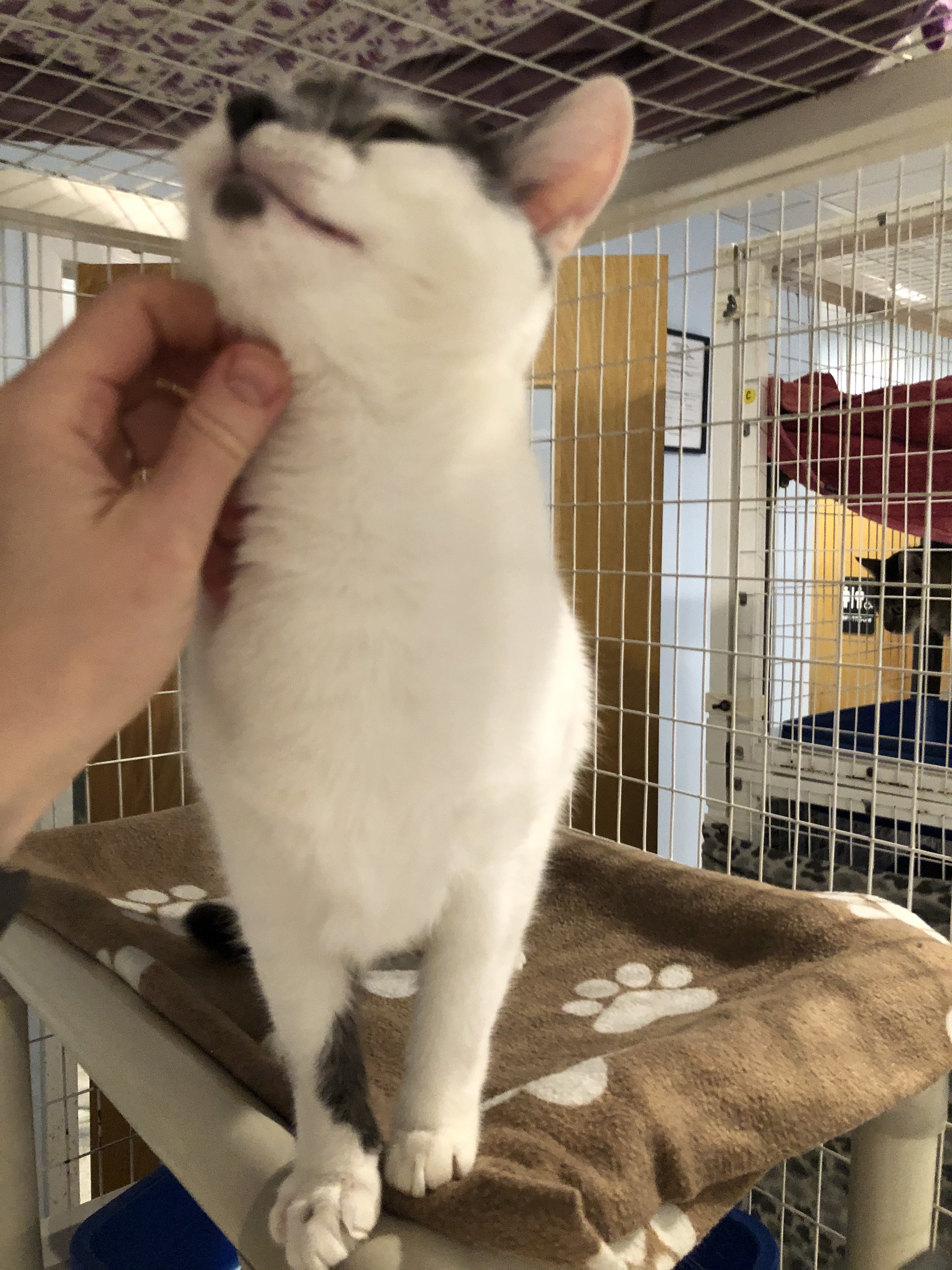 Enlarge Karen, a Adoptable Domestic Short Hair in Clifton, NJ image 1/12