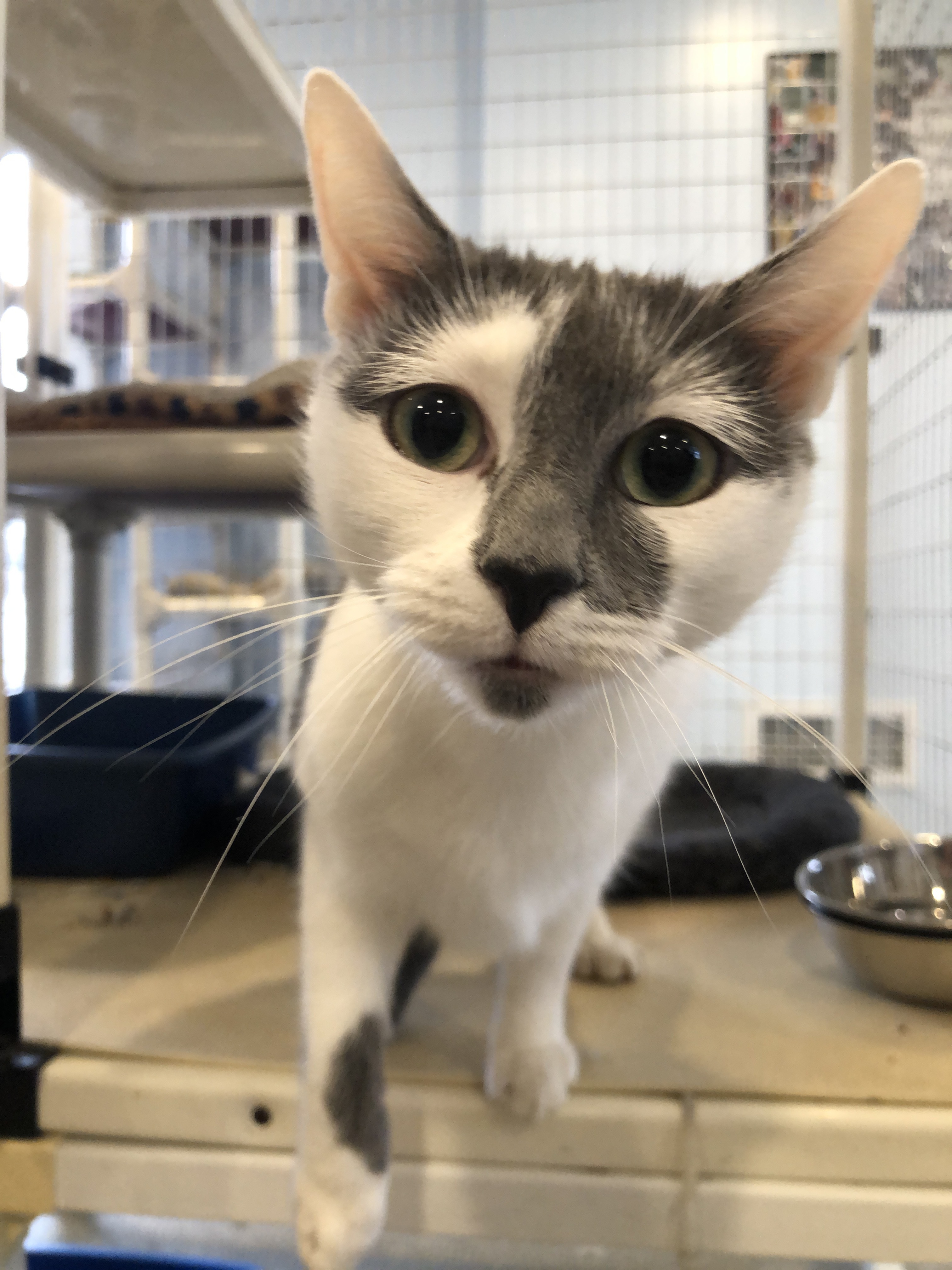 Karen, Adoptable, Young Female Domestic Short Hair.