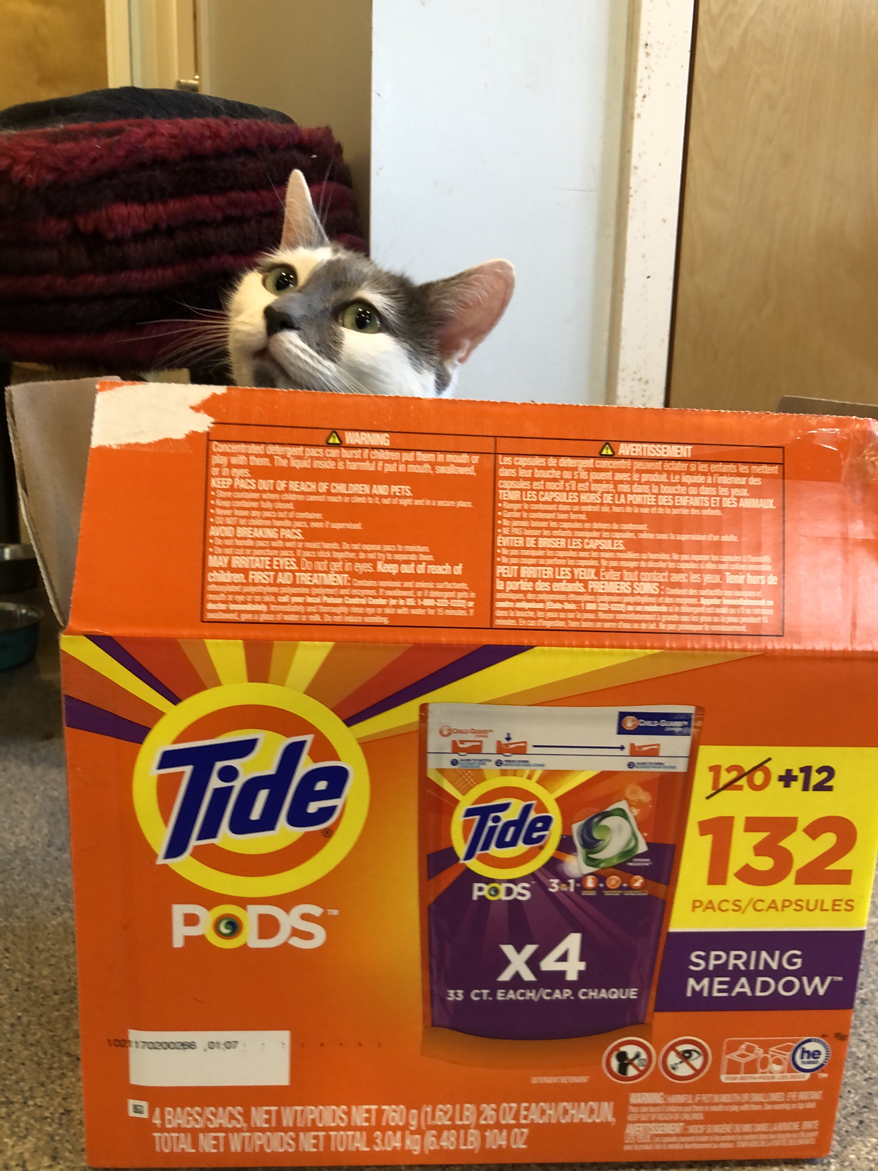 Enlarge Karen, a Adoptable Domestic Short Hair in Clifton, NJ image 3/12