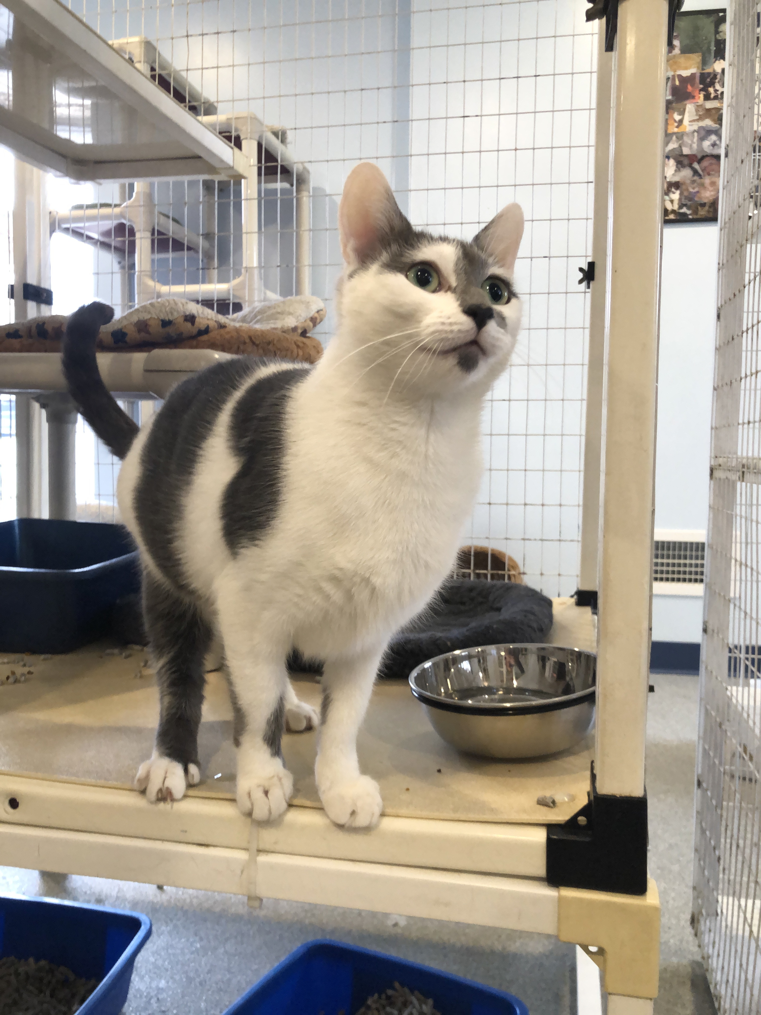 Enlarge Karen, a Adoptable Domestic Short Hair in Clifton, NJ image 4/12