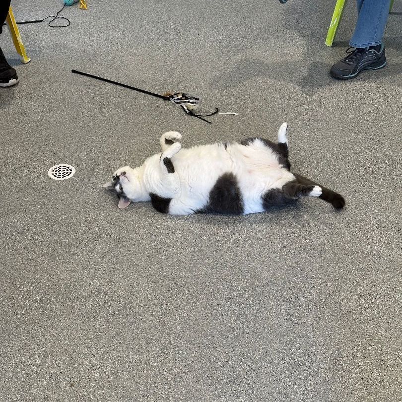 Enlarge Karen, a Adoptable Domestic Short Hair in Clifton, NJ image 5/12