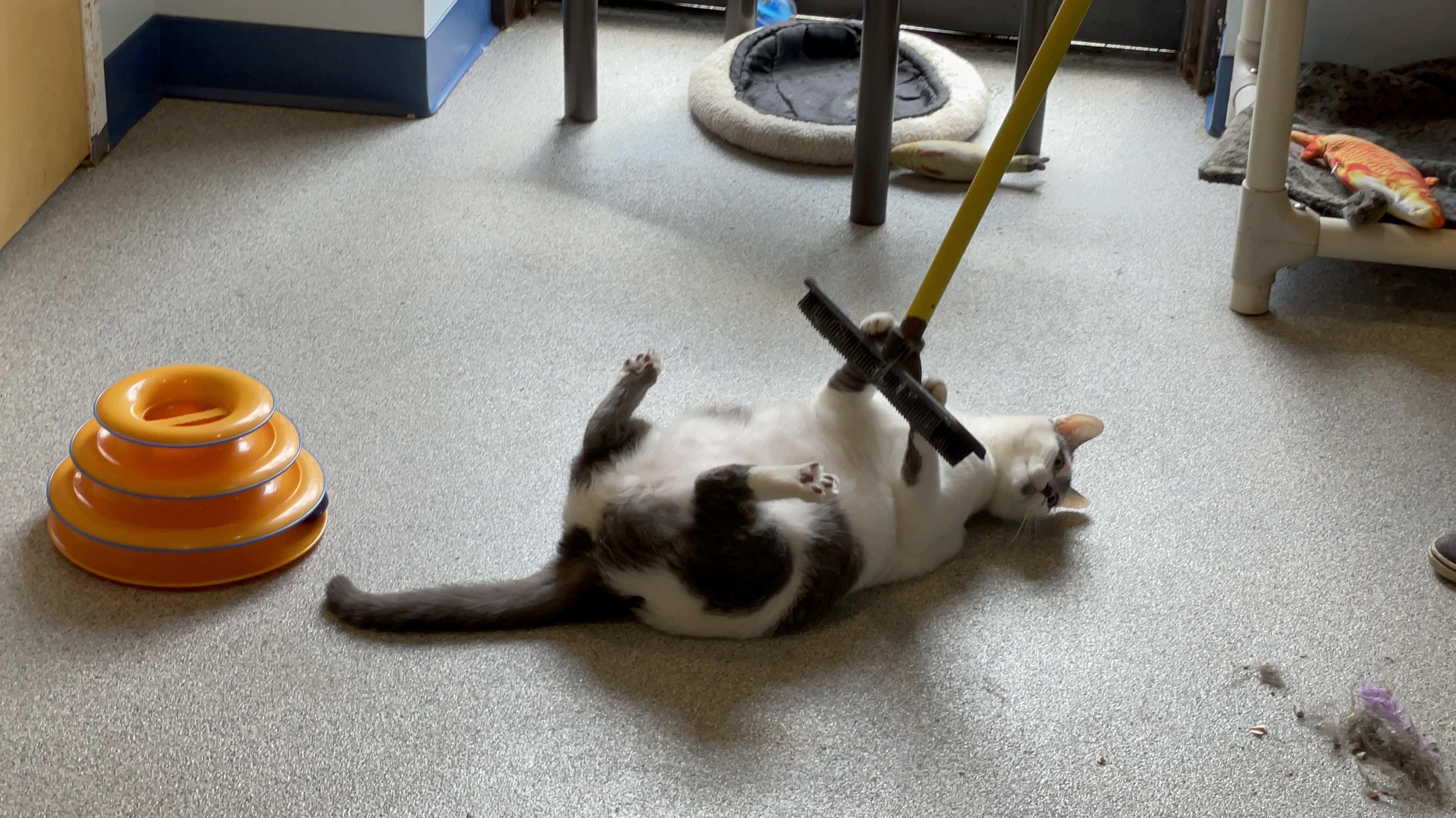 Enlarge Karen, a Adoptable Domestic Short Hair in Clifton, NJ image 6/12