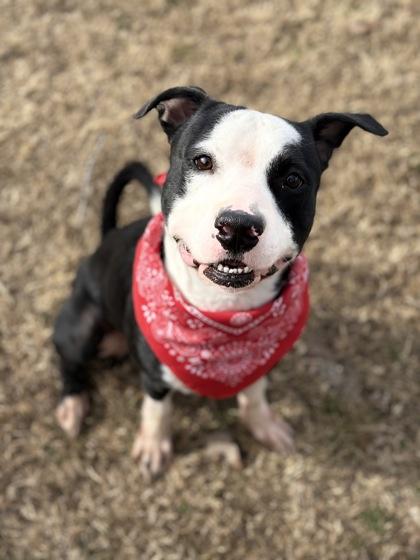 Enlarge Oreo, a Adoptable mixed breed in Bartlesville, OK image 1/3